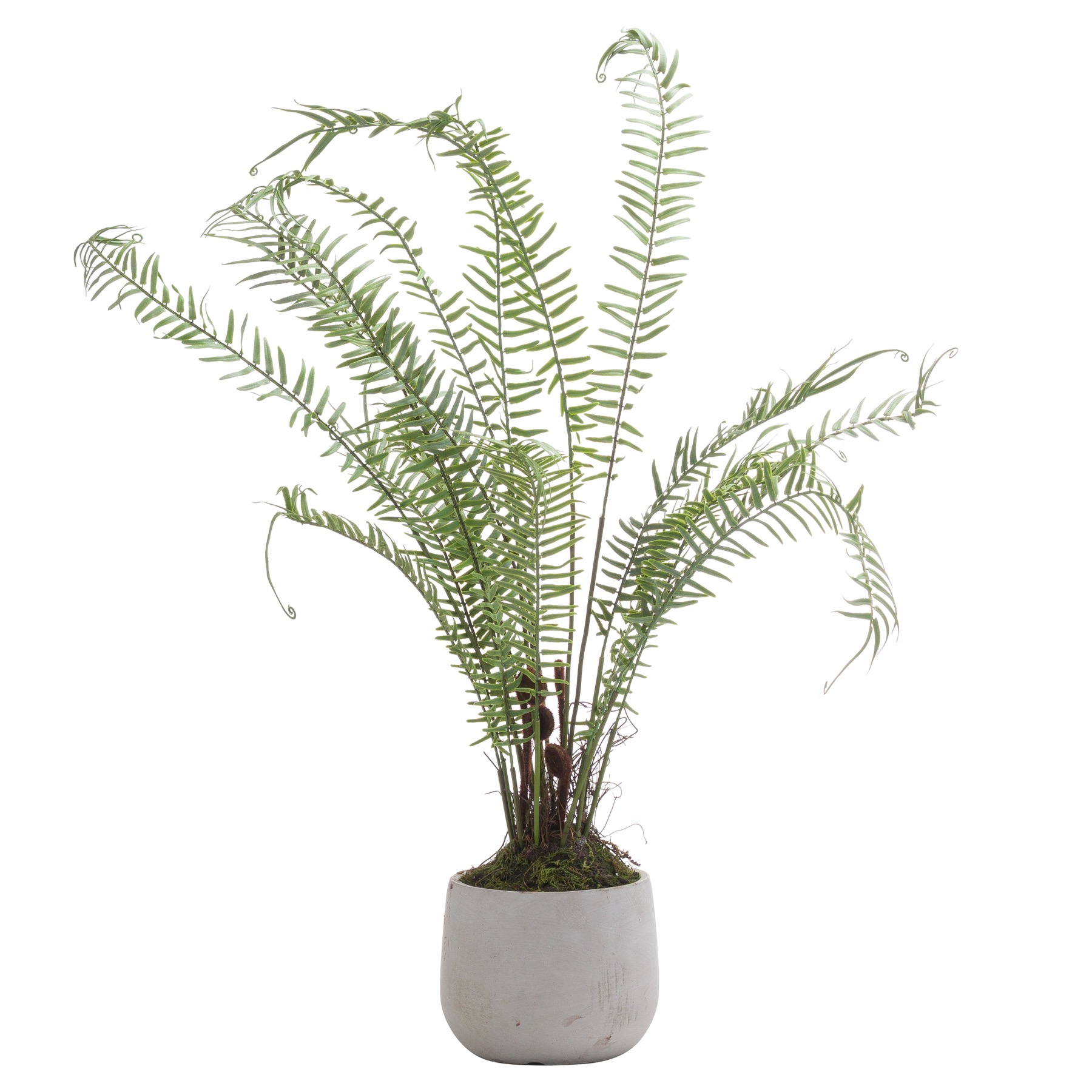 Boston Large Potted Fern - Image 1