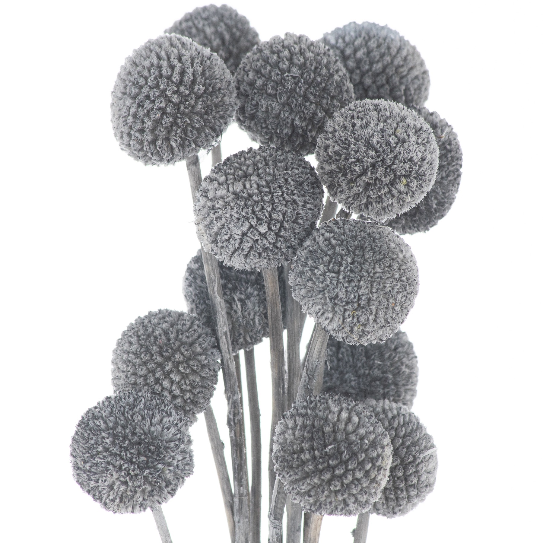 Dried Grey Billy Ball Bunch Of 20 - Image 1