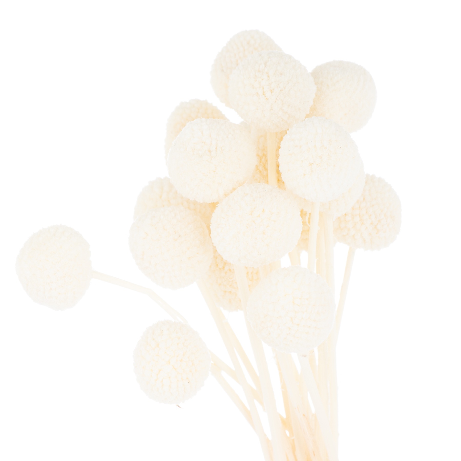 Dried White Billy Ball Bunch Of 20 - Image 1