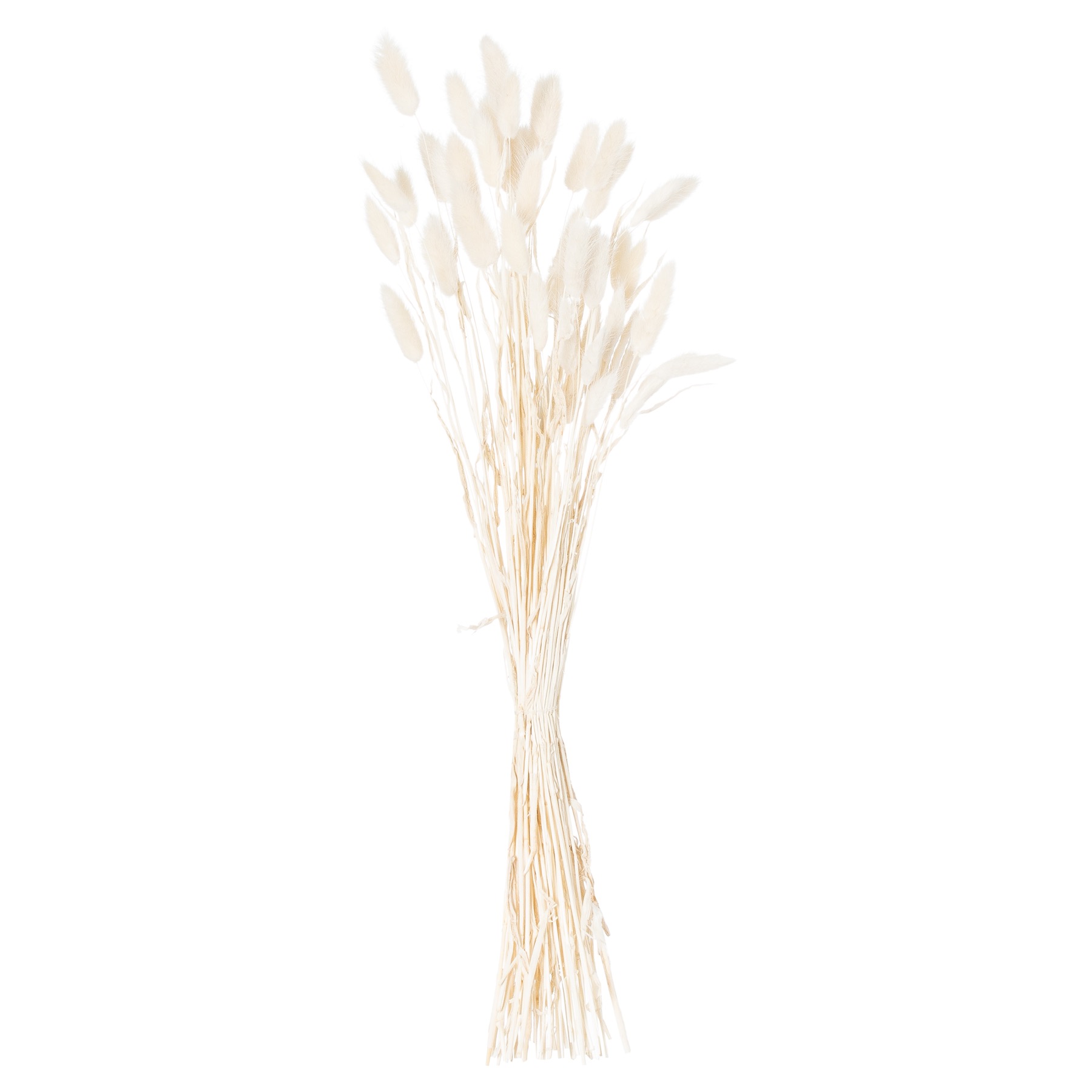 Dried White Bunny Tail Bunch Of 60 - Image 2