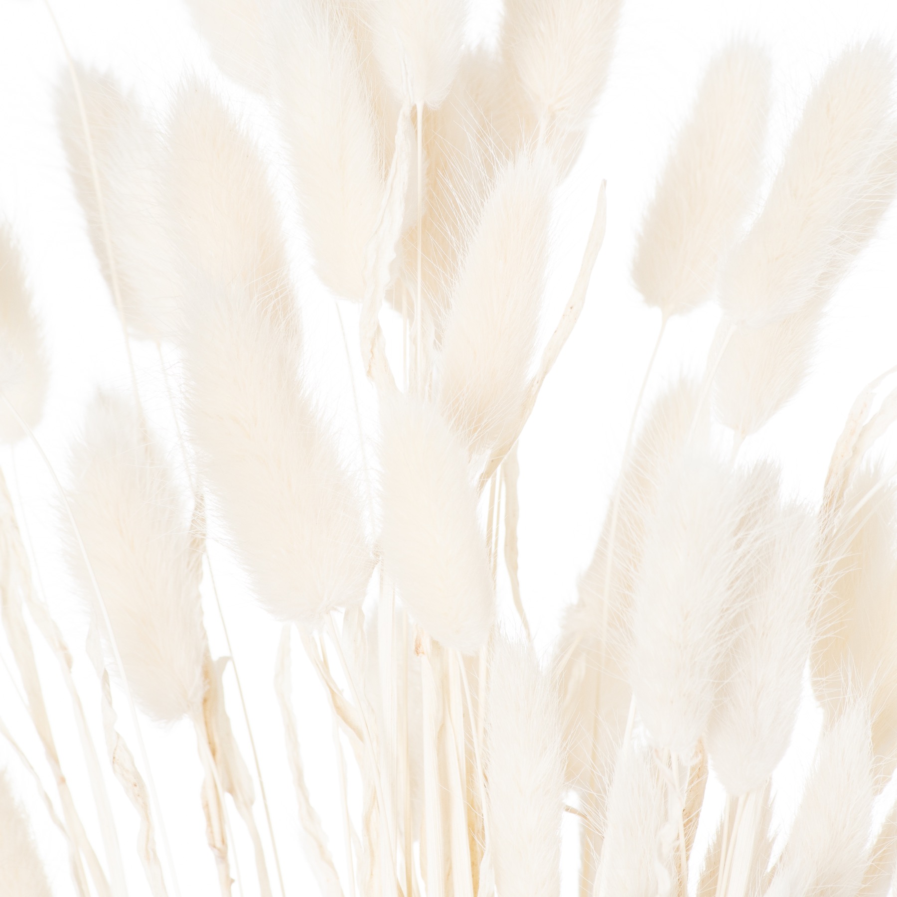 Dried White Bunny Tail Bunch Of 60 - Image 3