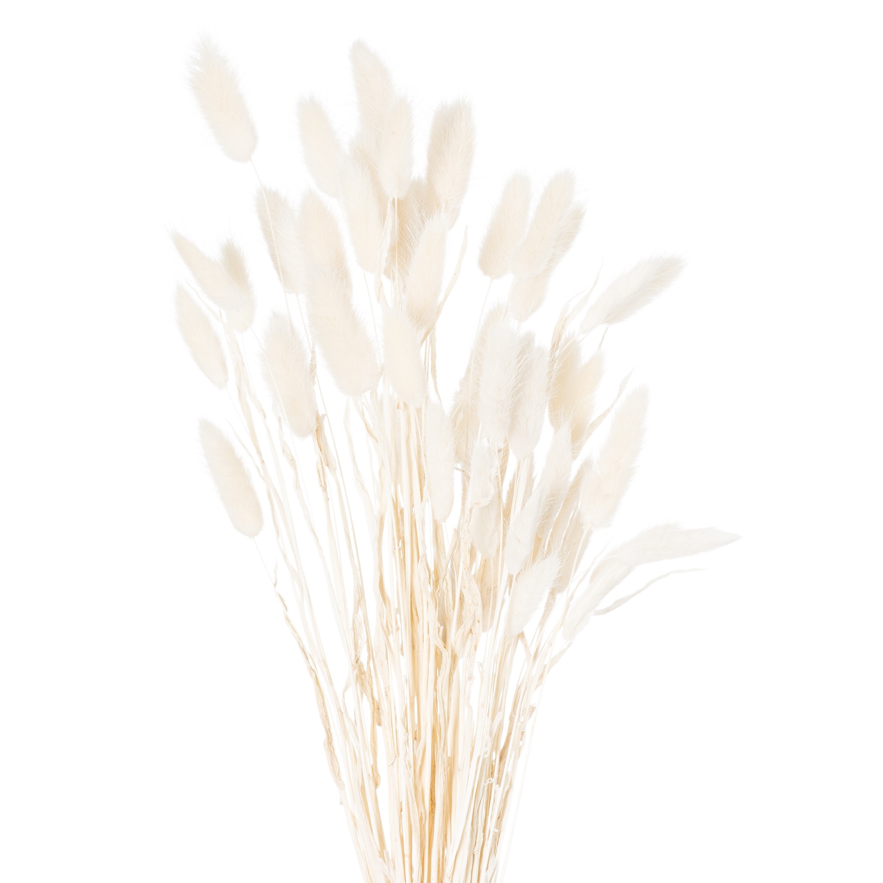 Dried White Bunny Tail Bunch Of 60 - Image 1