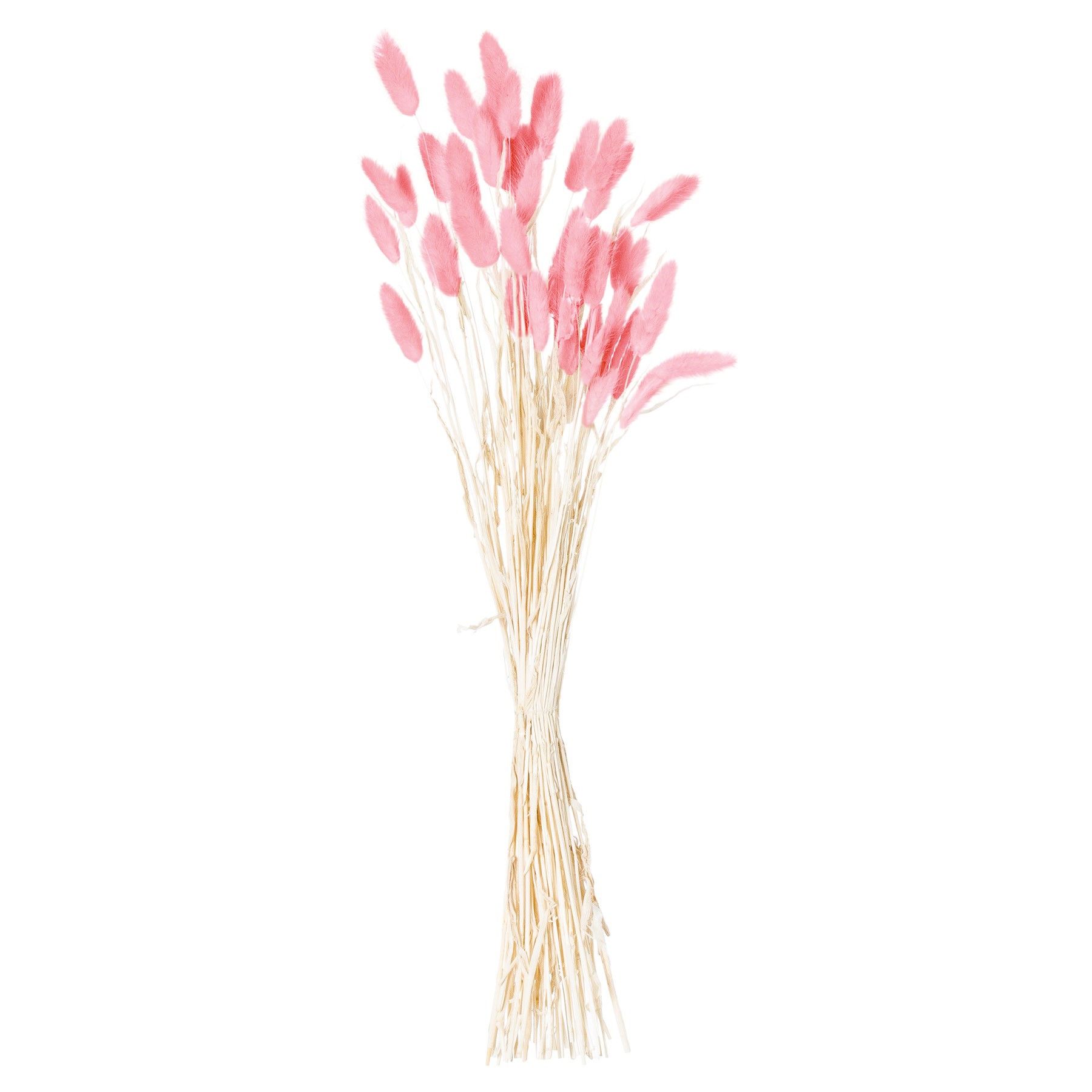 Dried Pale Pink Bunny Tail Bunch Of 40 - Image 1