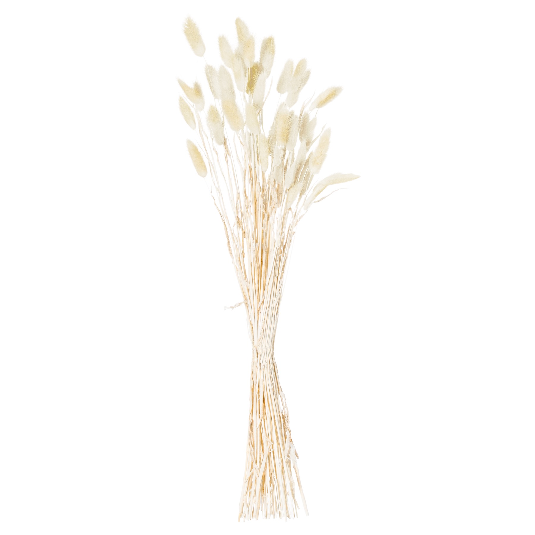 Dried Natural Bunny Tail Bunch Of 40 - Image 2