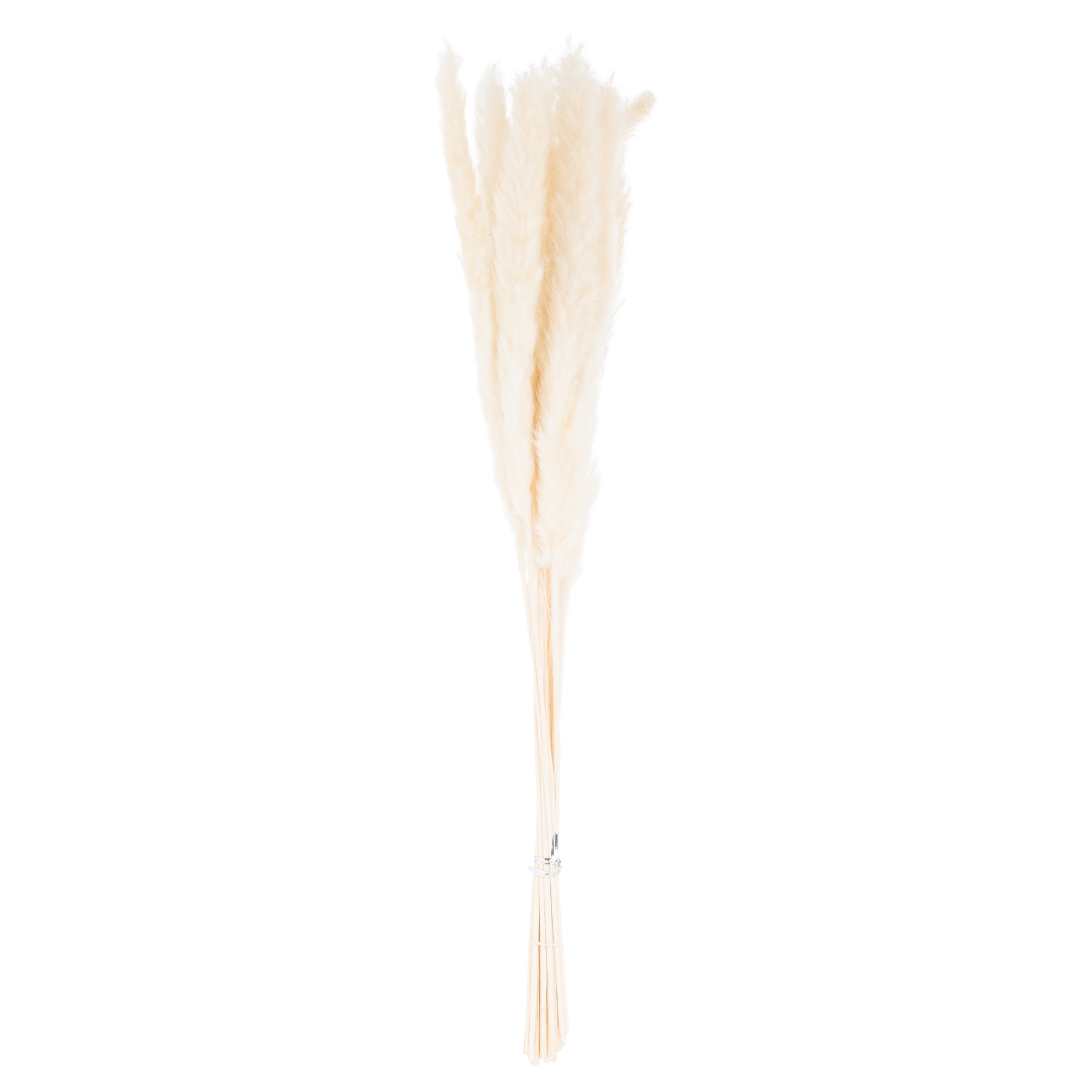 Mini White Pampas Grass Bunch Of 15 - Image 2