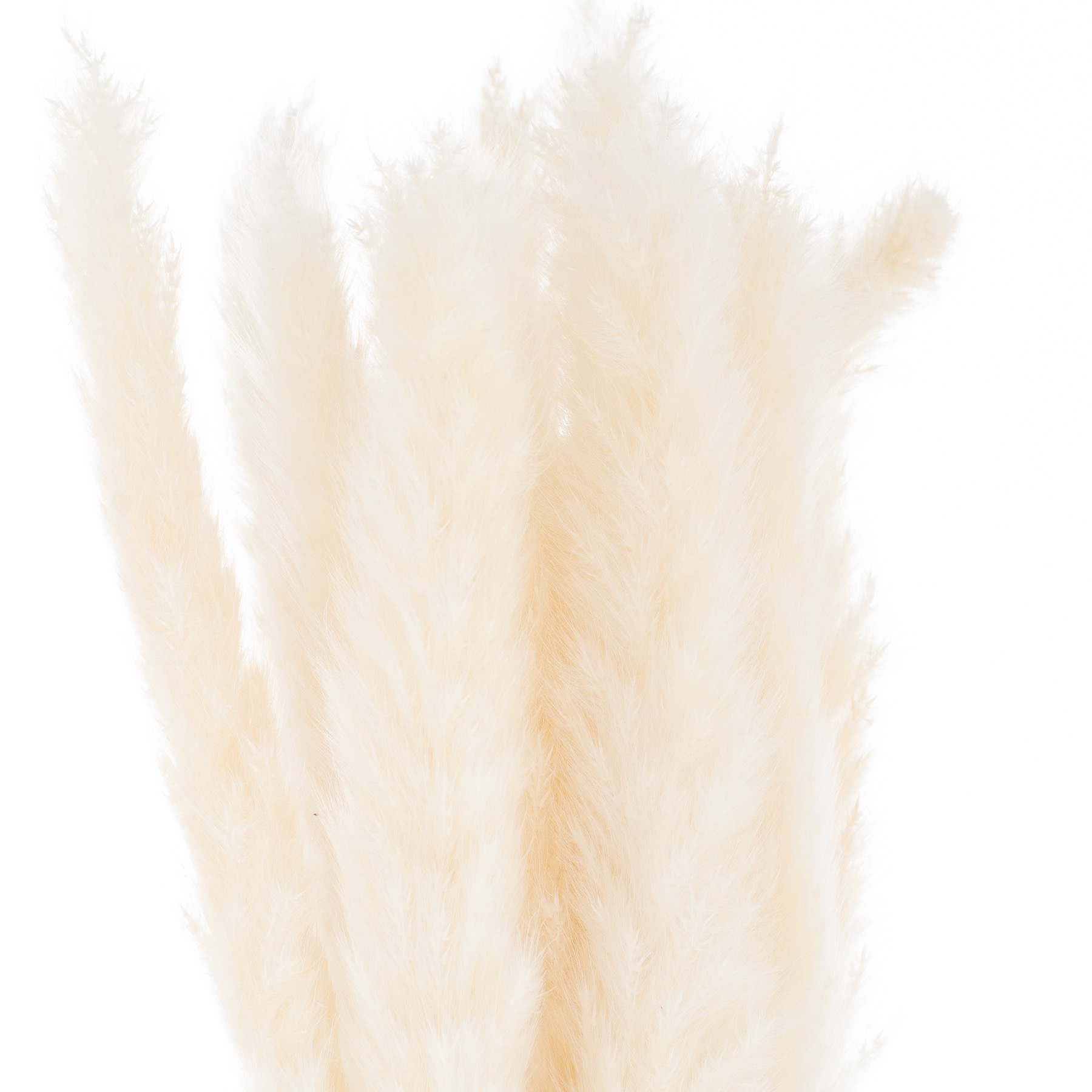 Mini White Pampas Grass Bunch Of 15 - Image 1