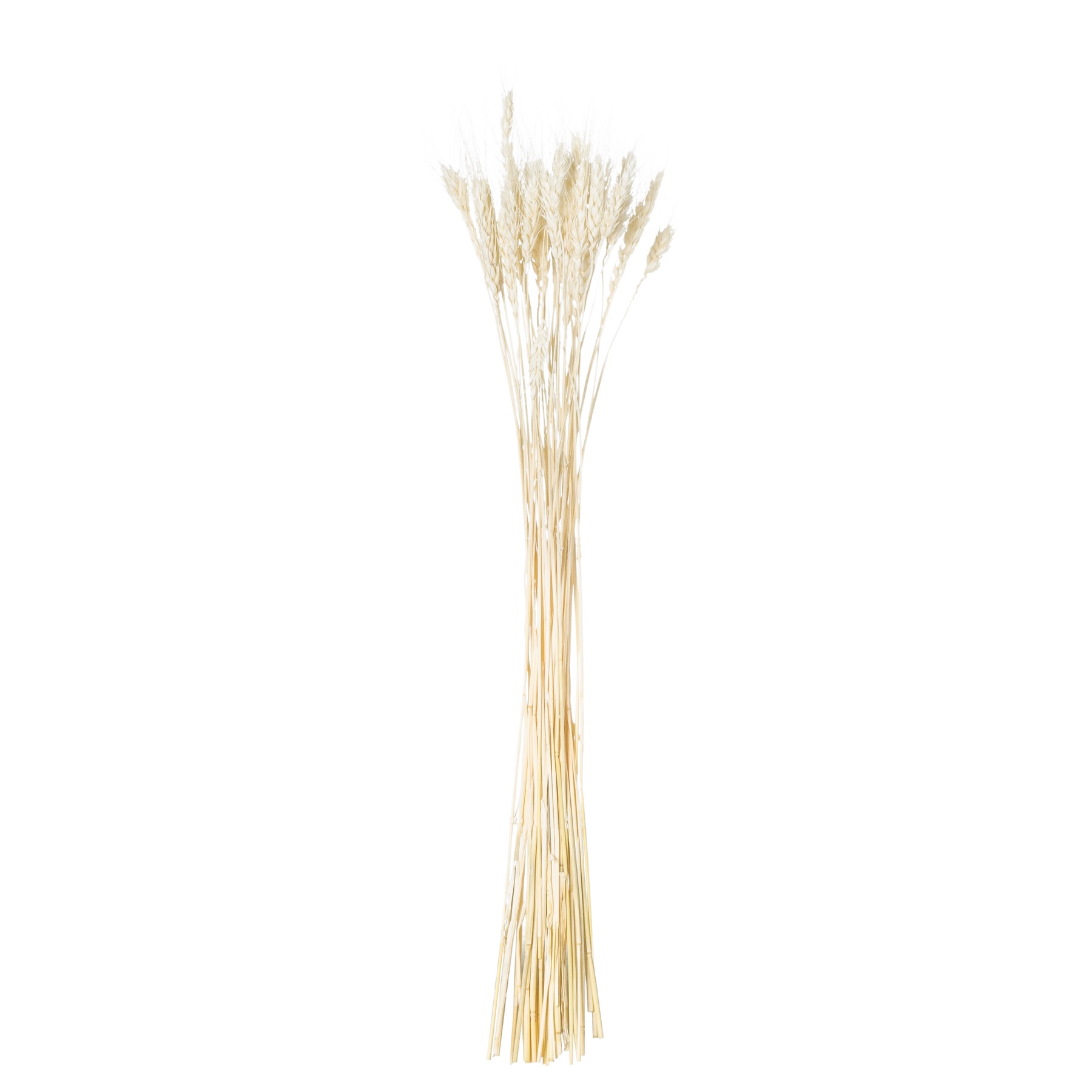 Dried White Wheat Bunch Of 20 - Image 2