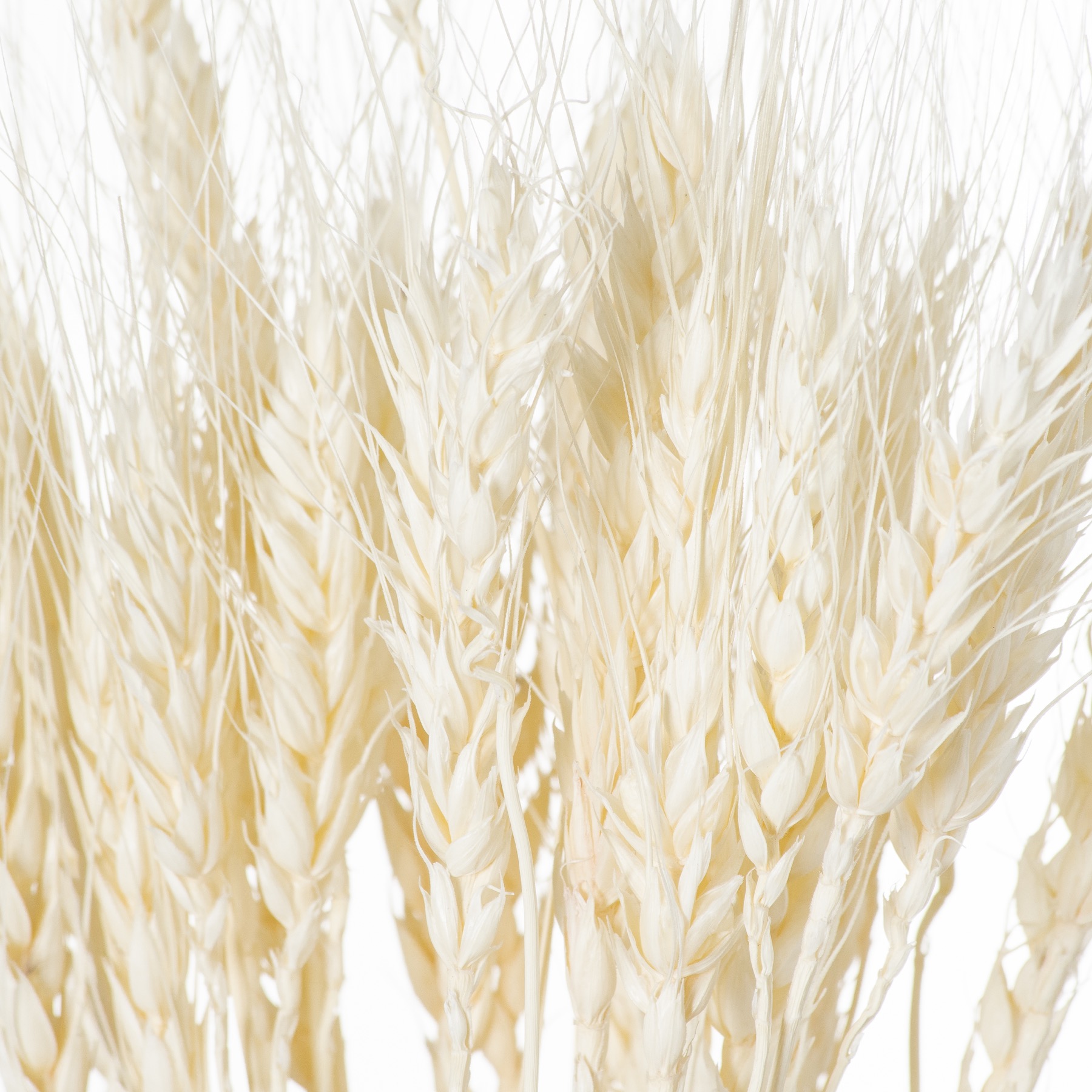 Dried White Wheat Bunch Of 20 - Image 3