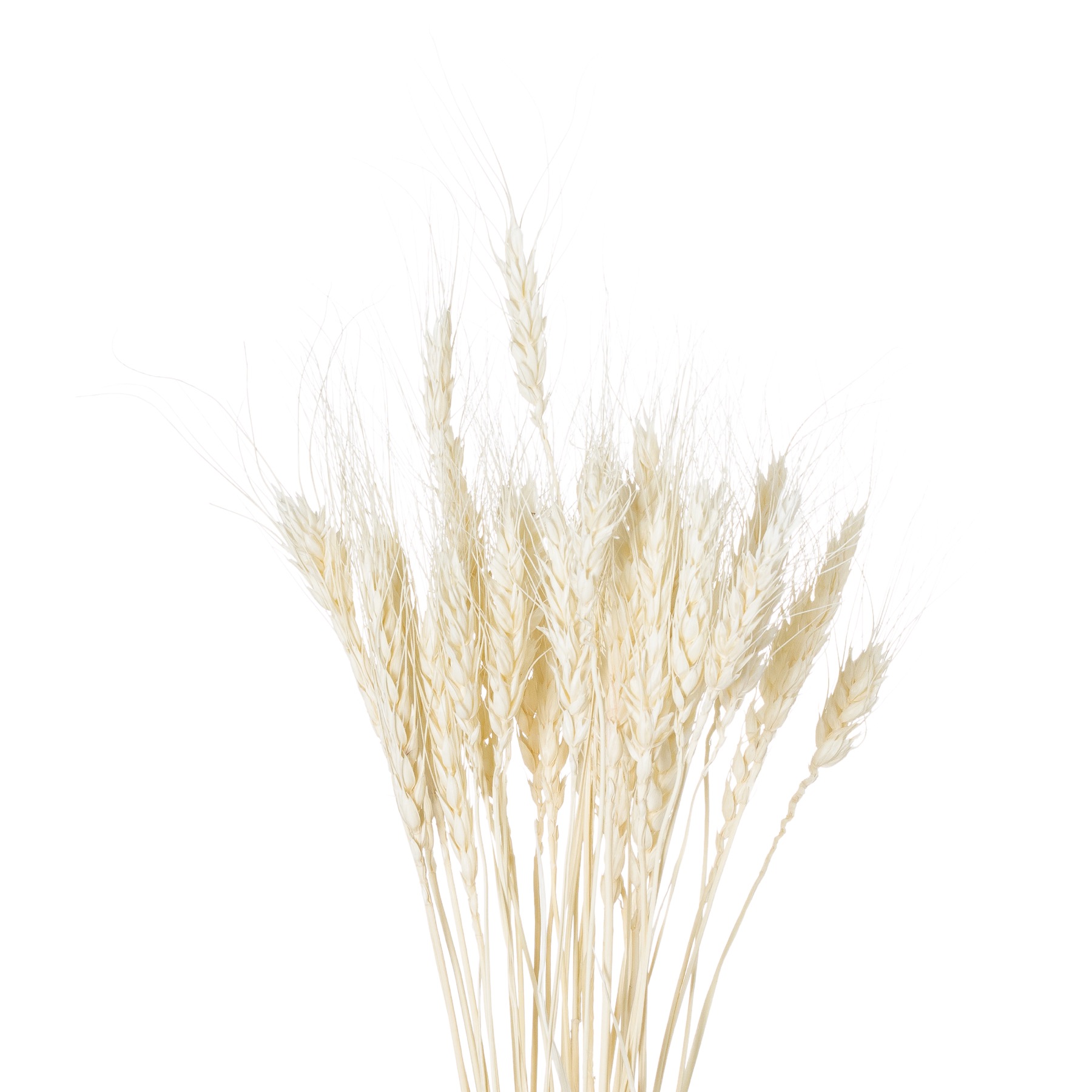 Dried White Wheat Bunch Of 20 - Image 1