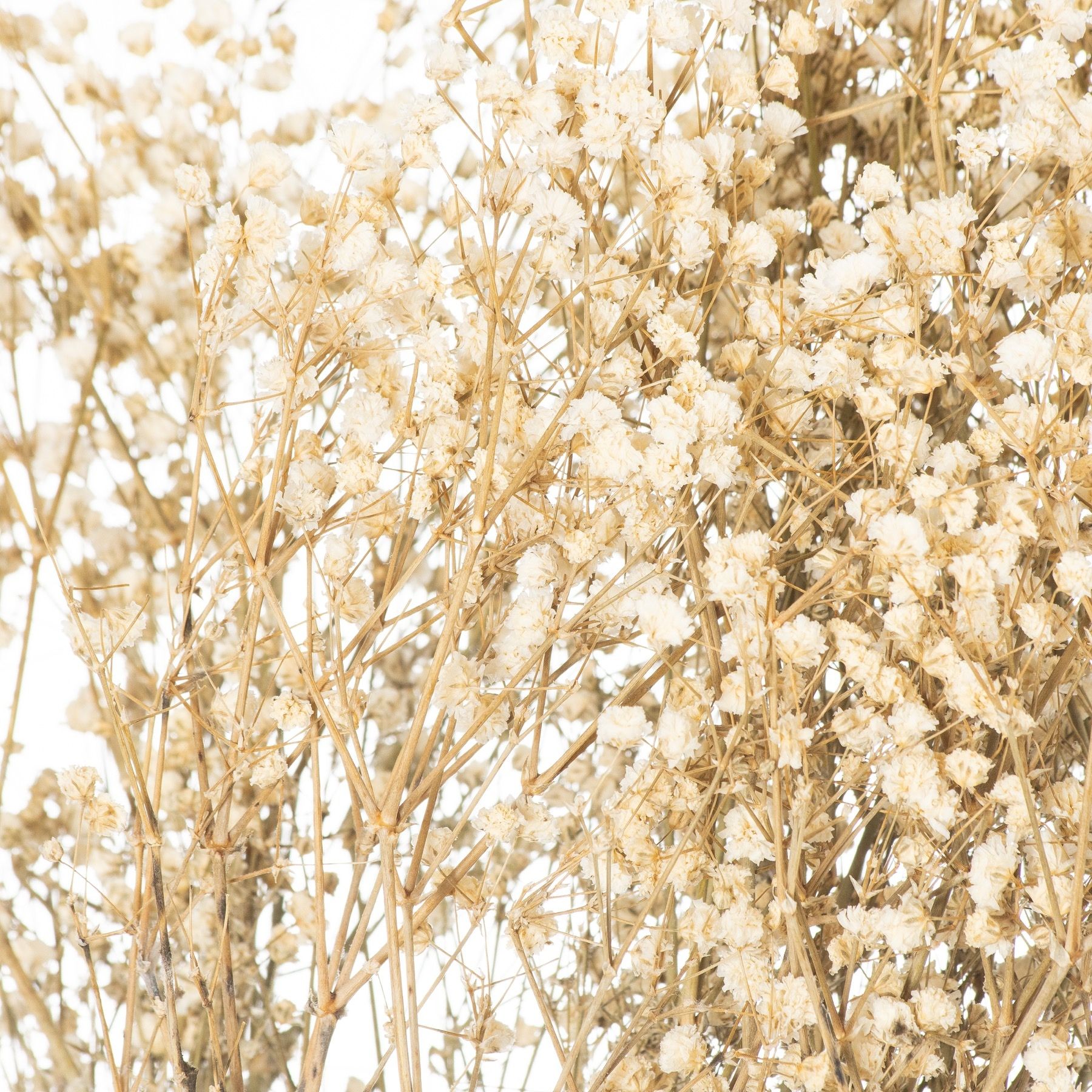 Dried White Babys Breath Bunch - Image 2