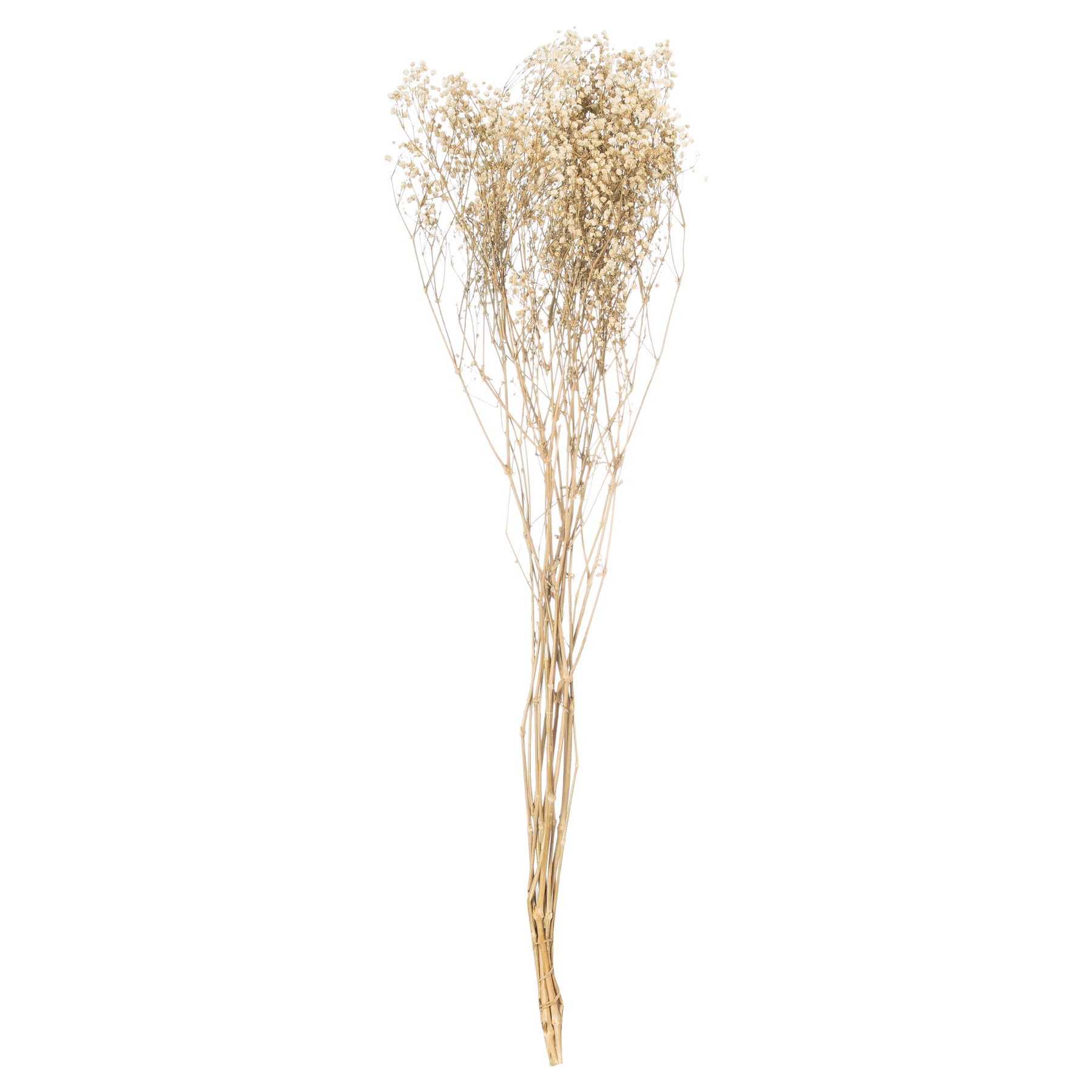 Dried White Babys Breath Bunch - Image 3