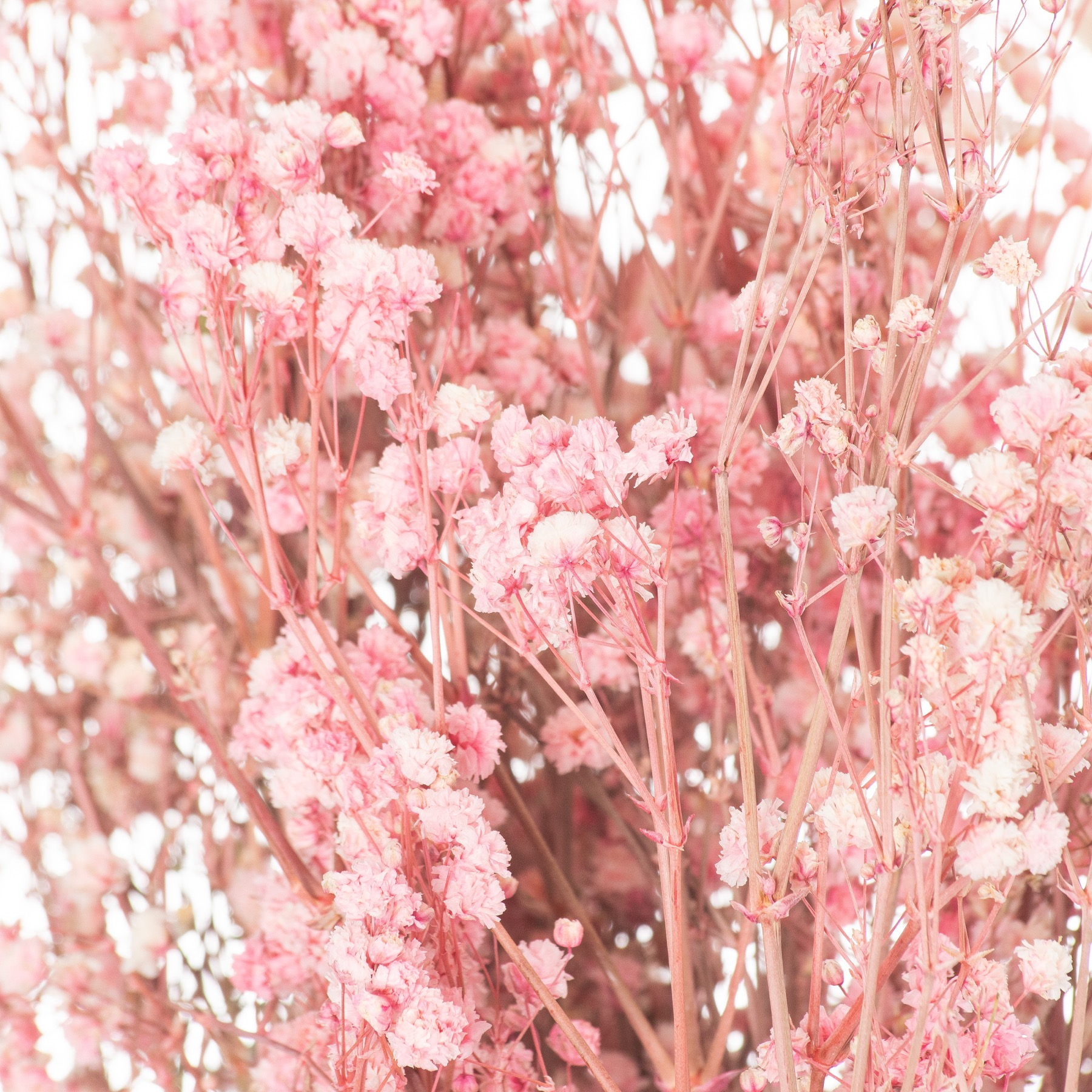 Dried Pale Pink Babys Breath Bunch - Image 2