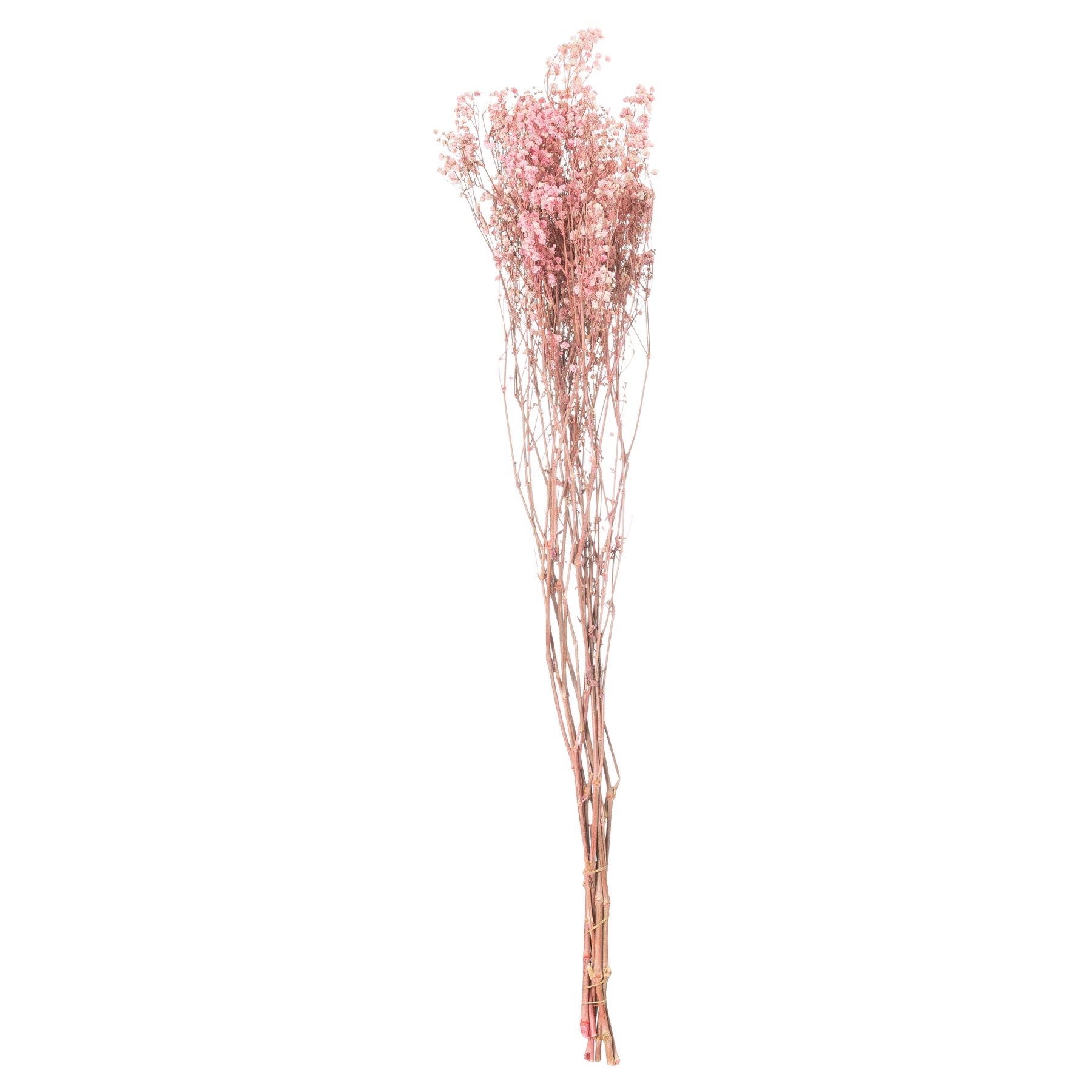 Dried Pale Pink Babys Breath Bunch - Image 3