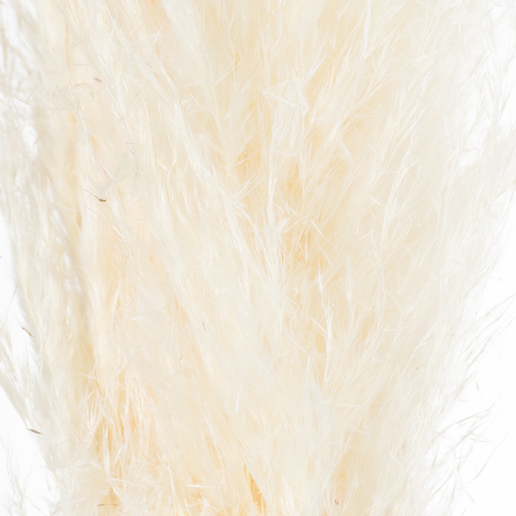 Cream Pampas Grass Stem - Image 3