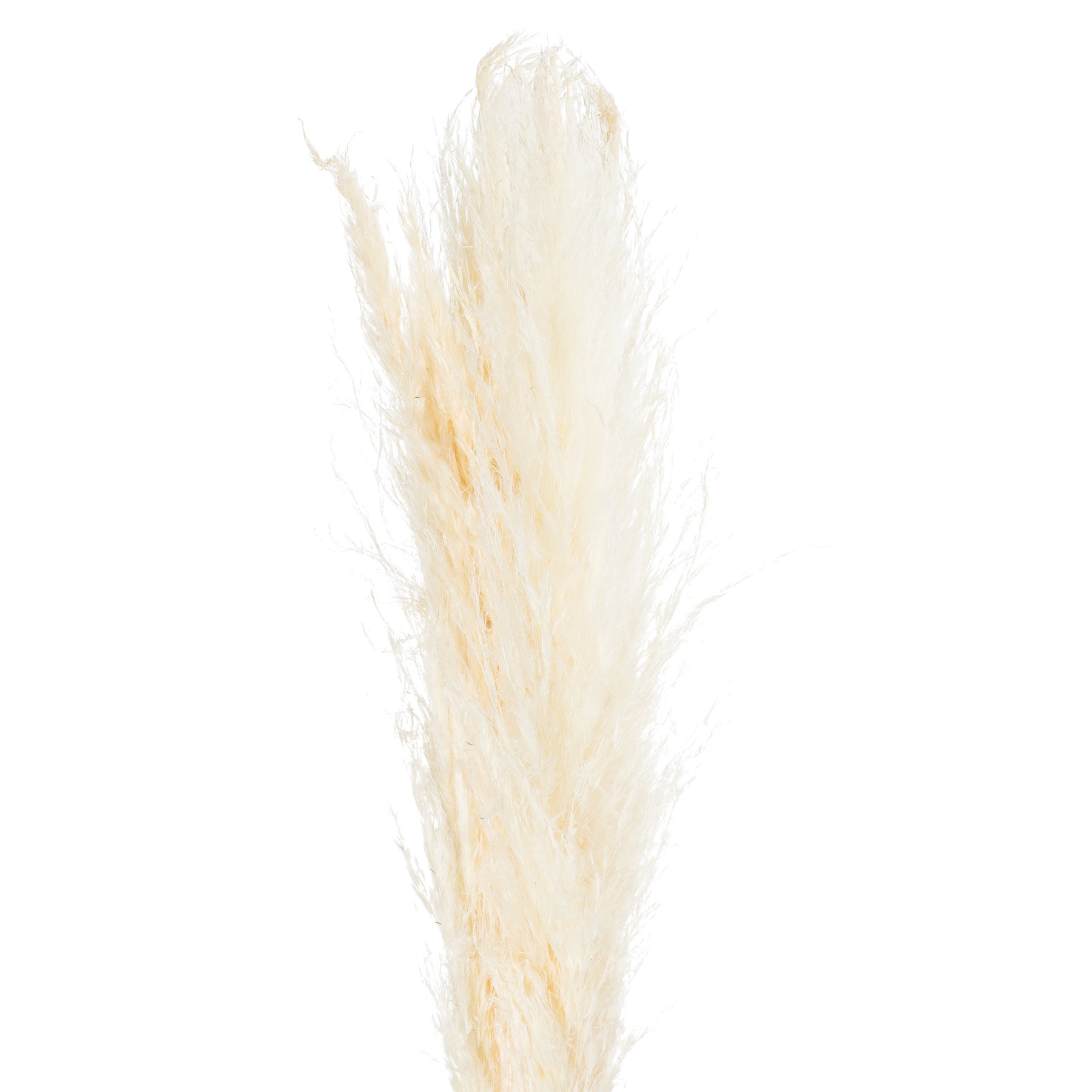 Cream Pampas Grass Stem - Image 5