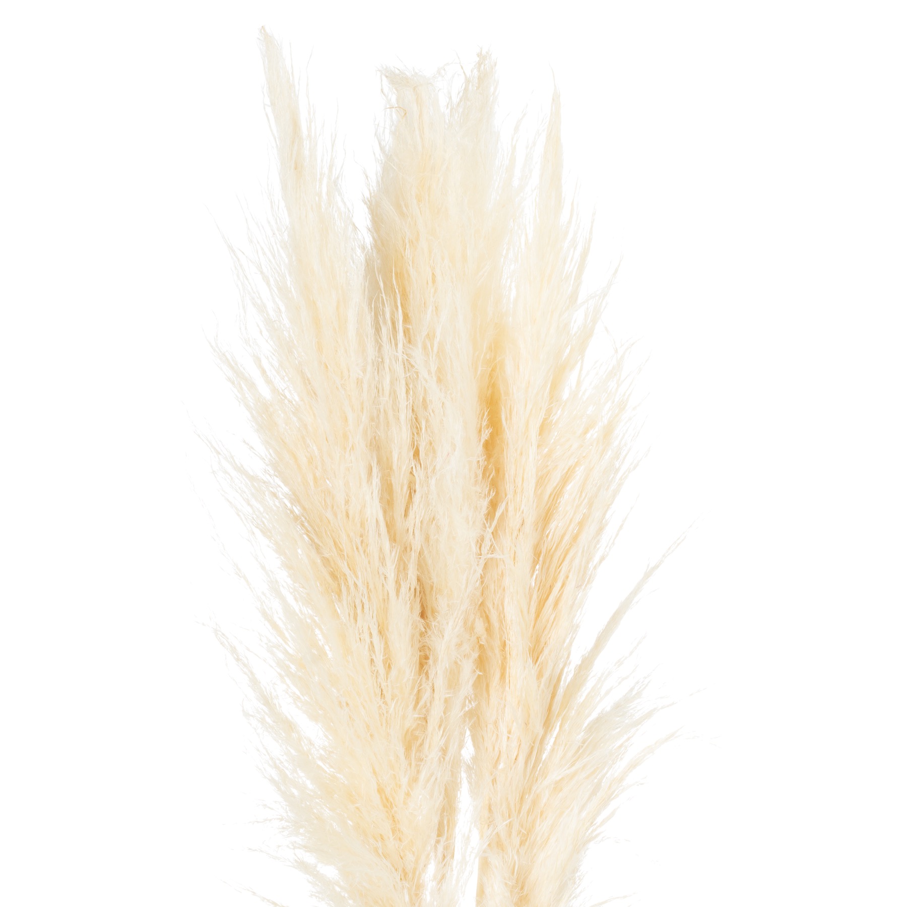 Cream Pampas Grass Stem - Image 1