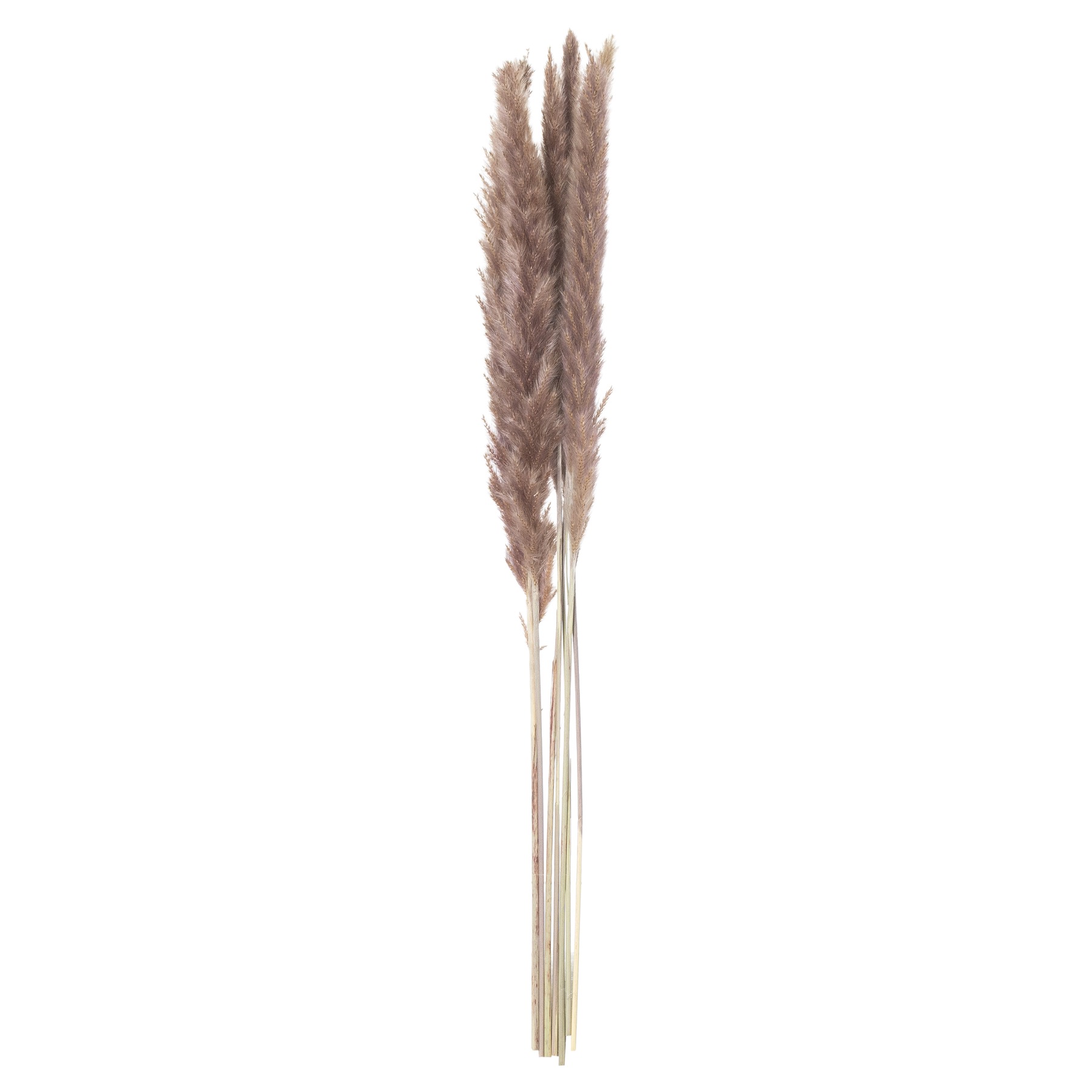 Mini Natural Pampas Grass Bunch of 15 - Image 2