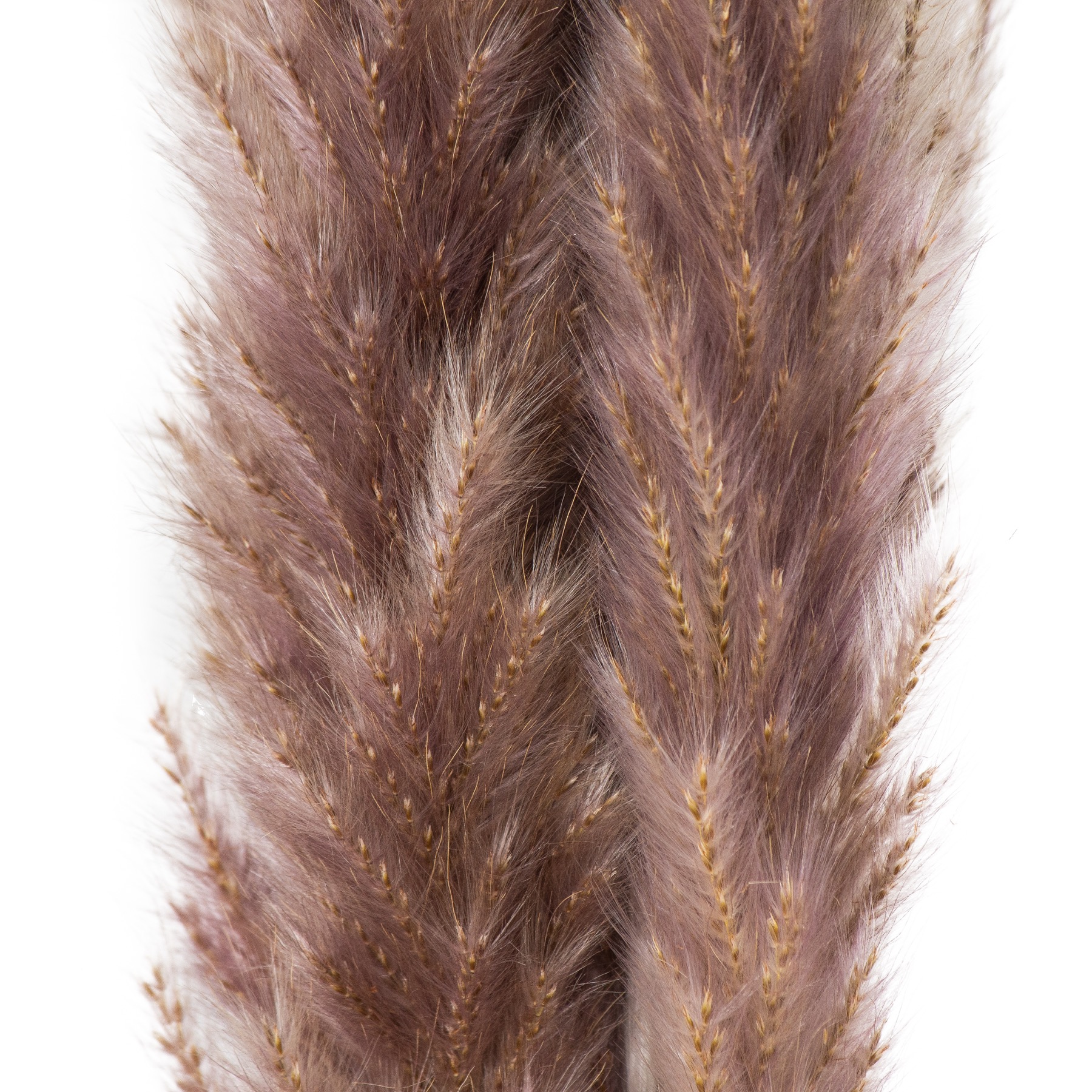 Mini Natural Pampas Grass Bunch of 15 - Image 3