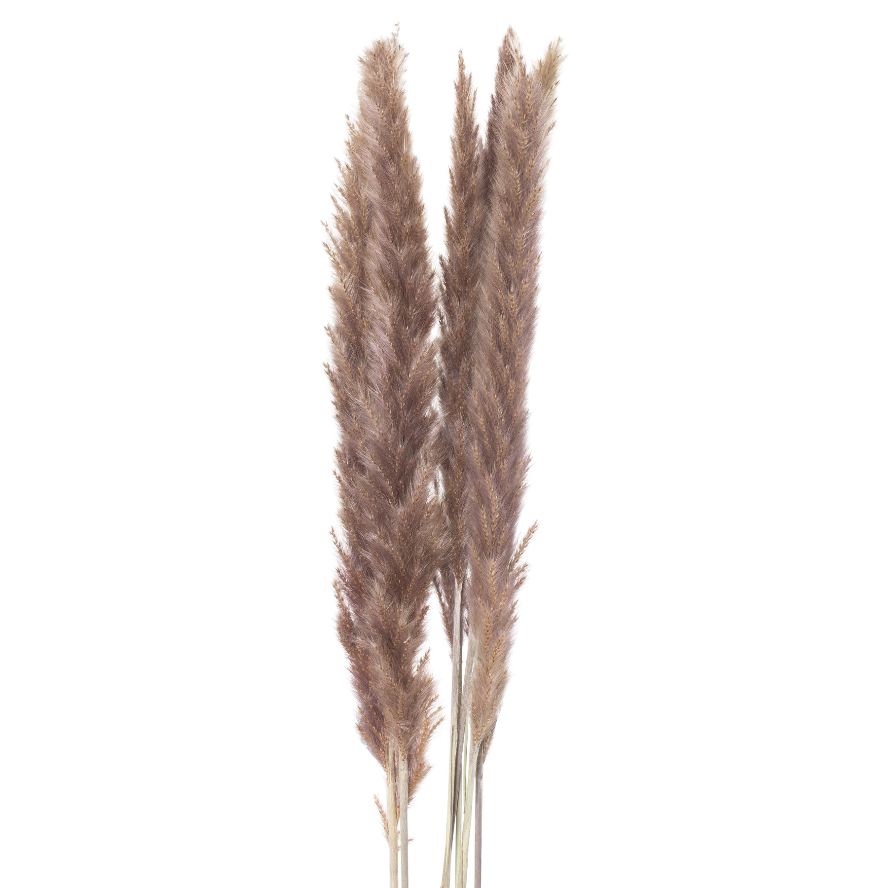 Mini Natural Pampas Grass Bunch of 15 - Image 1