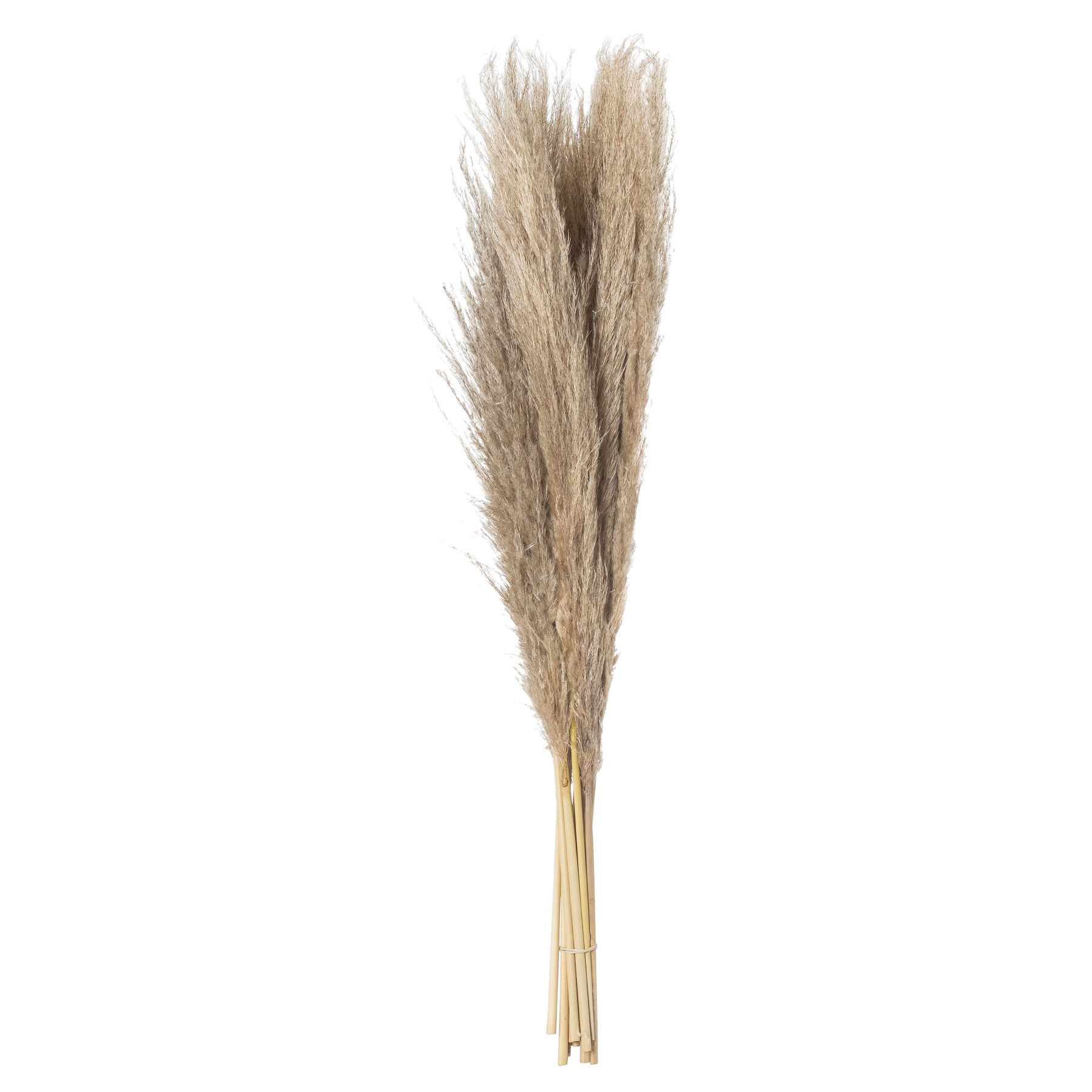 Taupe Grey Pampas Grass Stem - Image 2