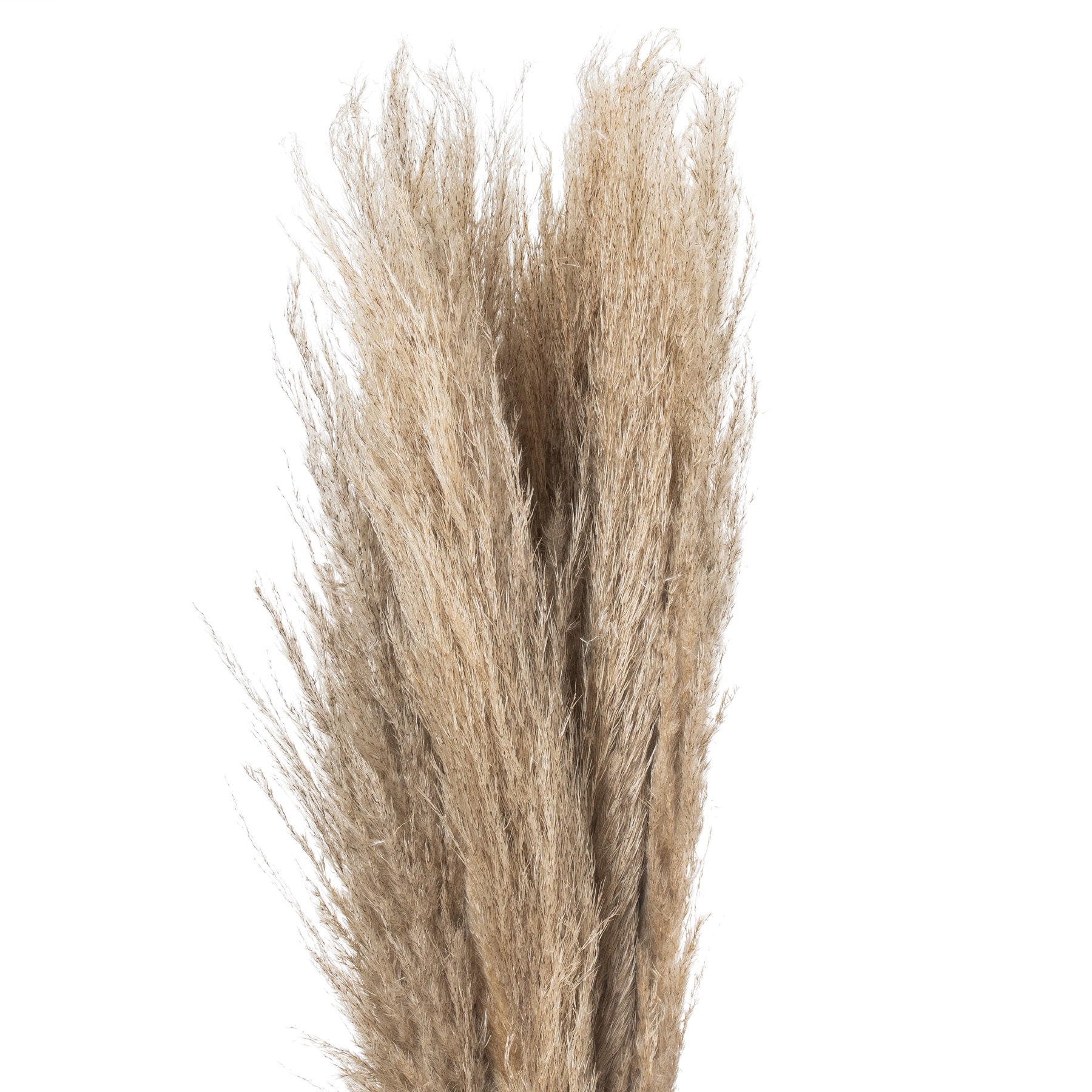Taupe Grey Pampas Grass Stem - Image 4