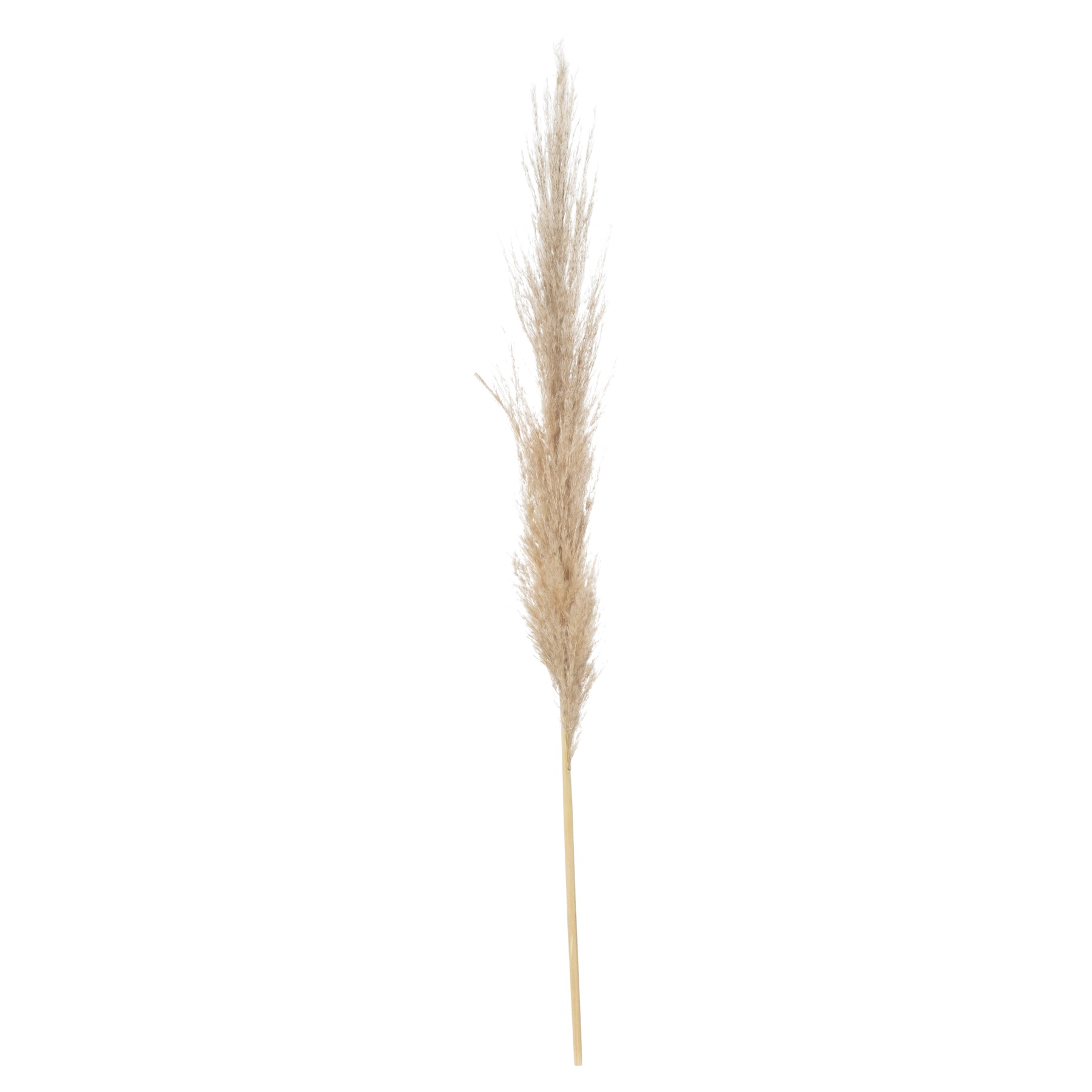 Taupe Grey Pampas Grass Stem - Image 5