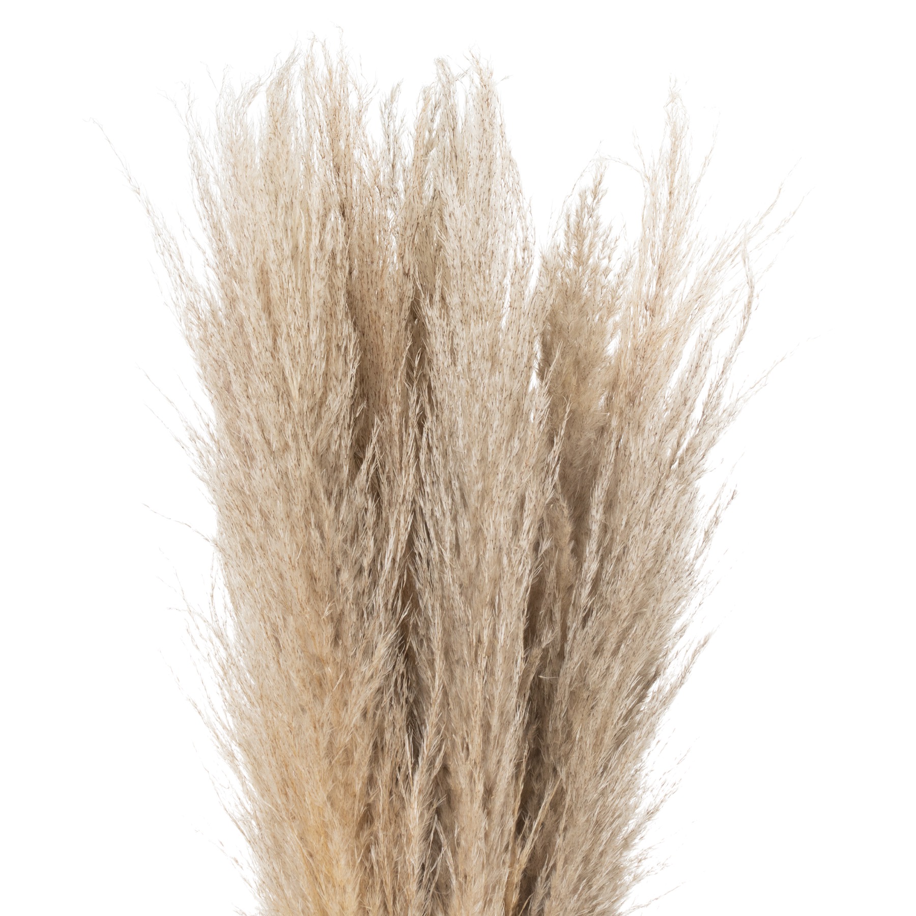 Taupe Grey Pampas Grass Stem - Image 1