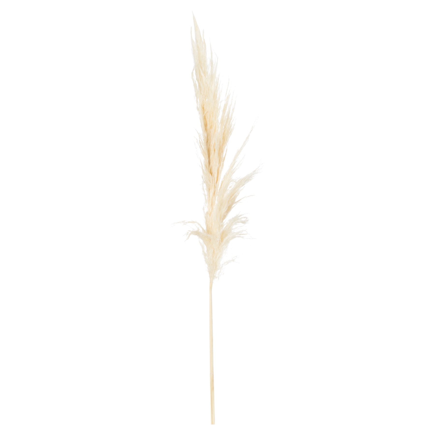 Pampas Grass Stem - Image 4