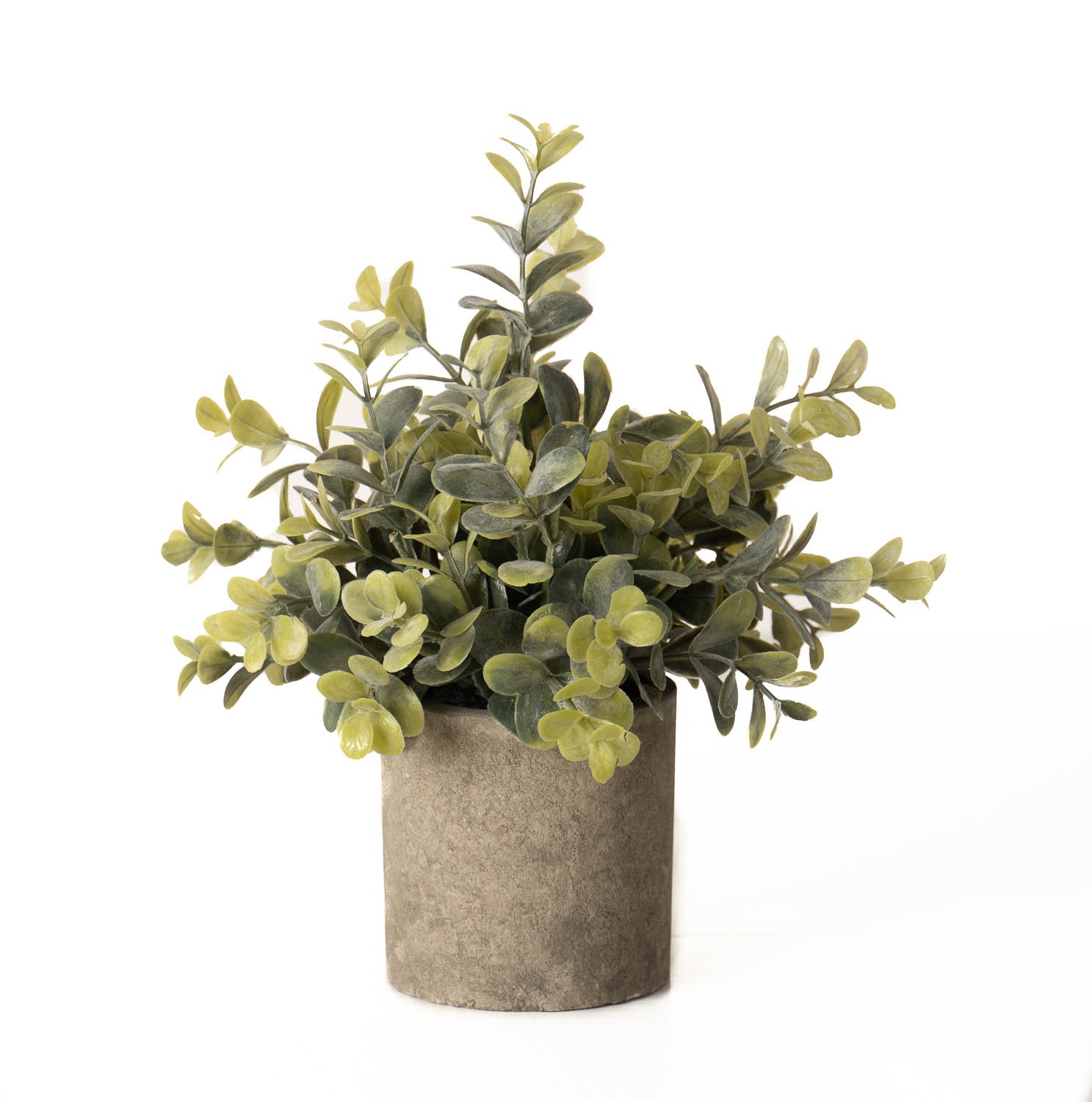 Eucalyptus Plant In Stone Effect Pot - Image 1