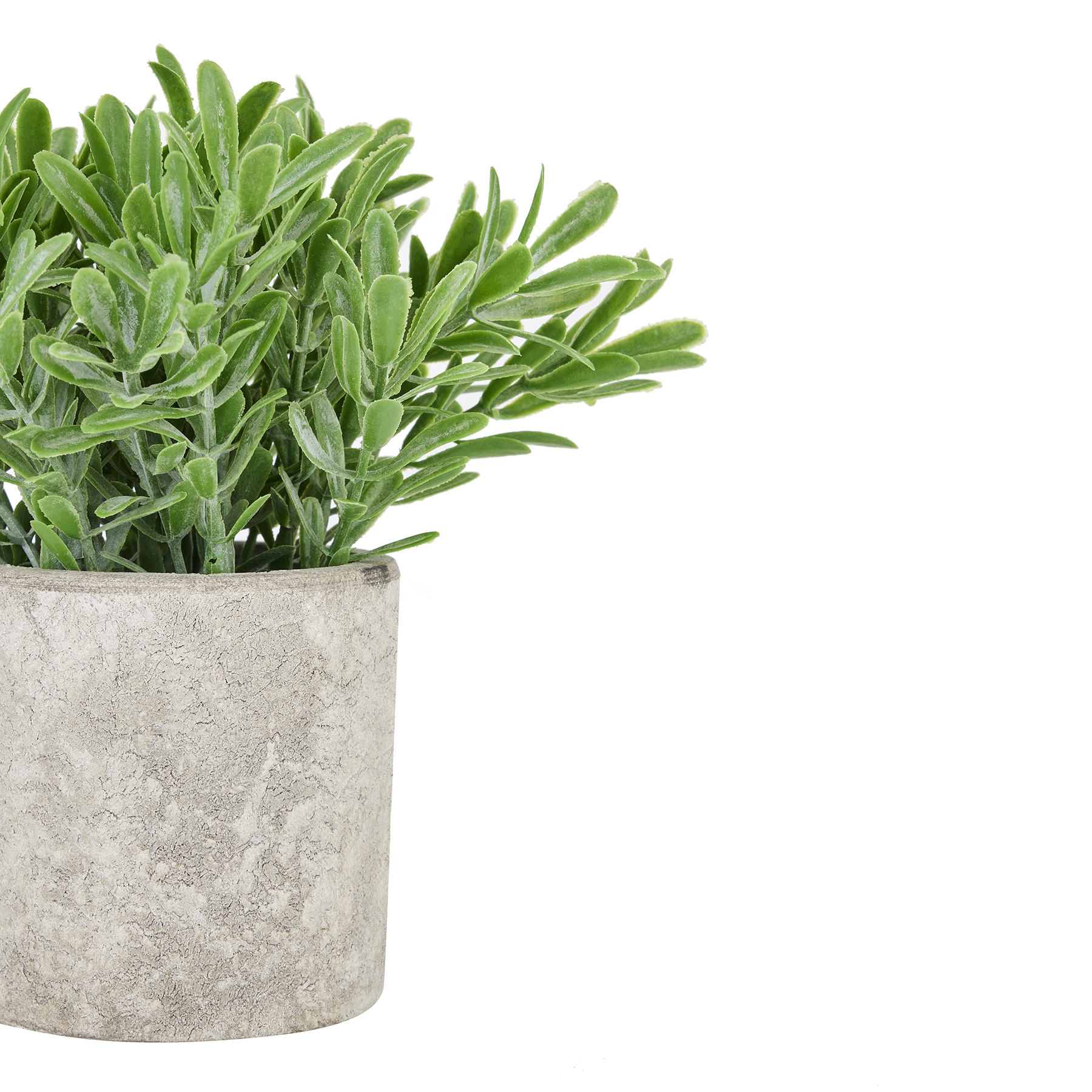 Buxus Plant In Stone Effect Pot - Image 2