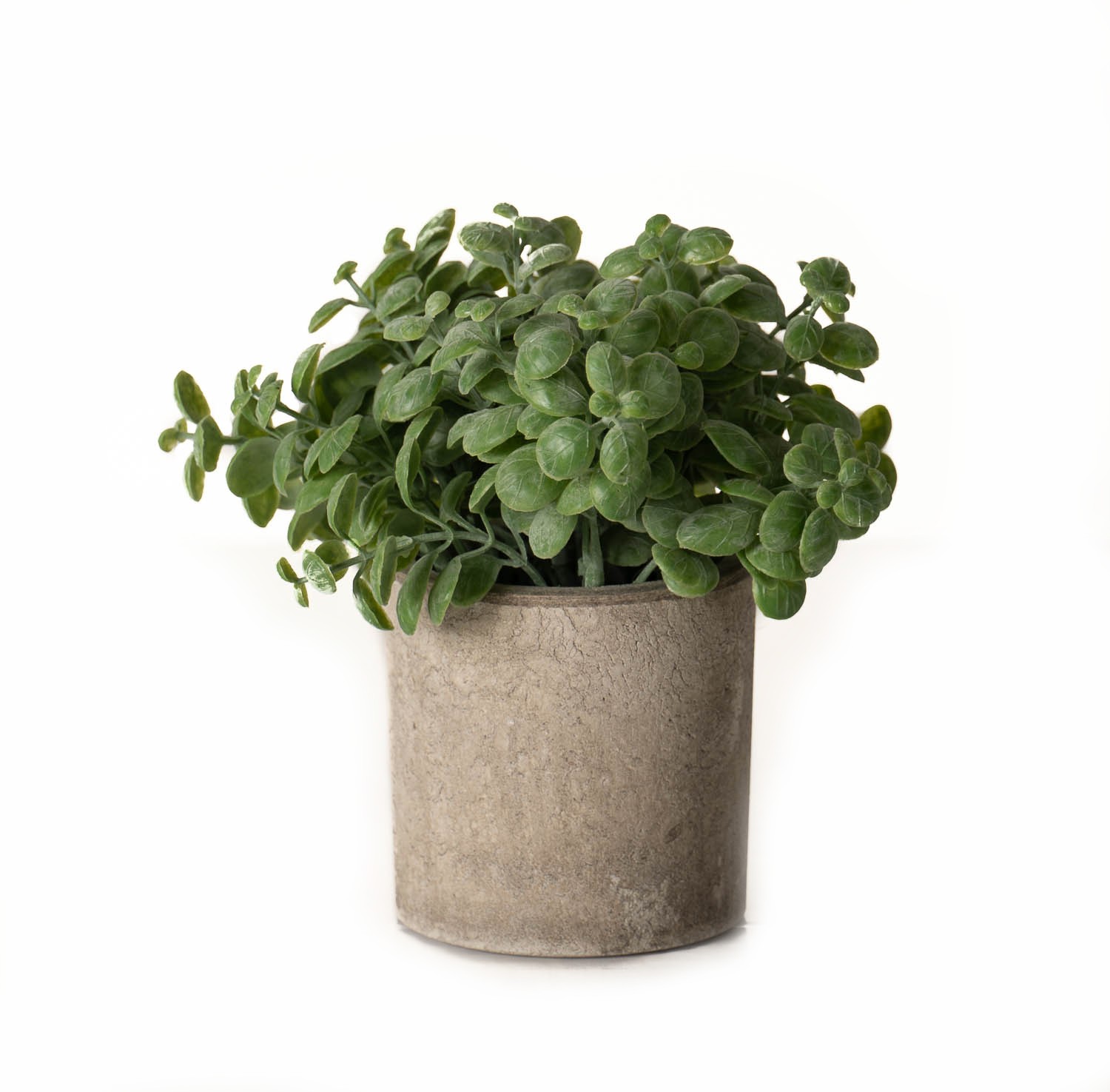 Basil Plant In Stone Effect Pot - Image 1