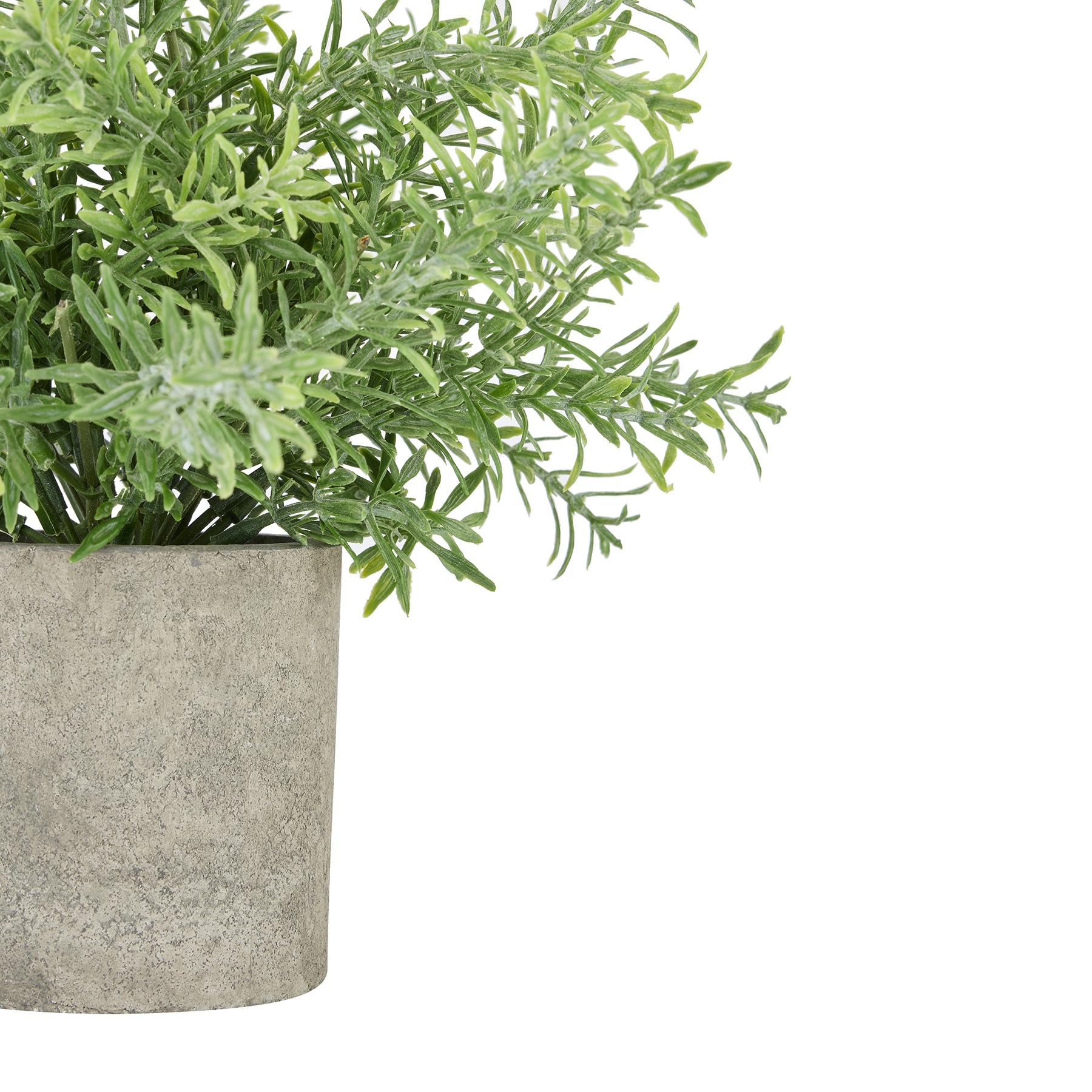 Rosemary Plant In Stone Effect Pot - Image 2