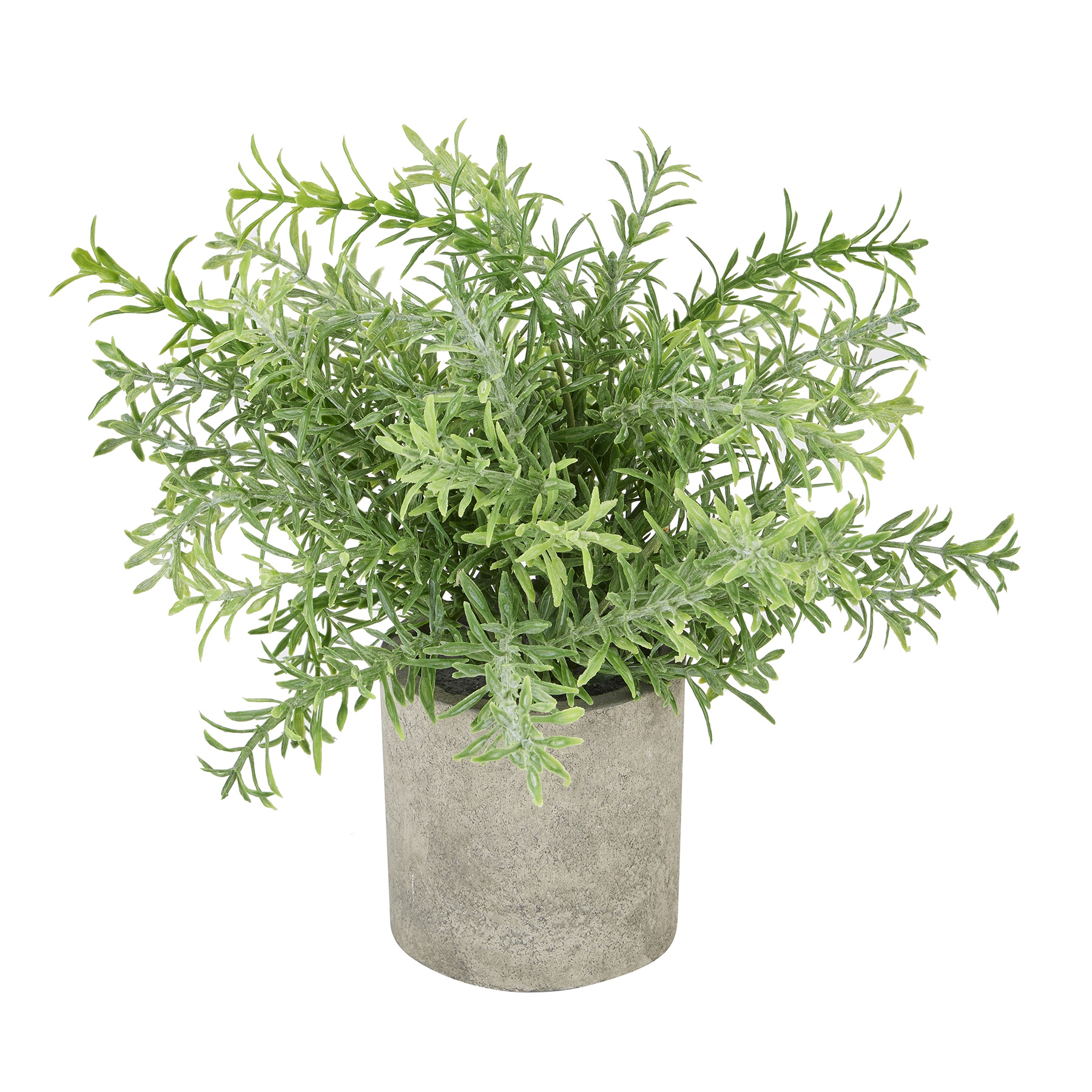 Rosemary Plant In Stone Effect Pot - Image 1