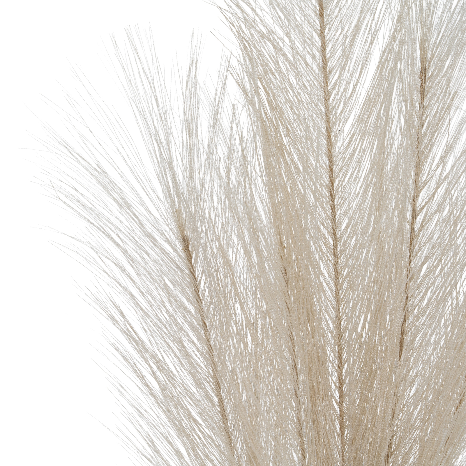 Bleached  Large Faux Pampas Grass Stem - Image 2