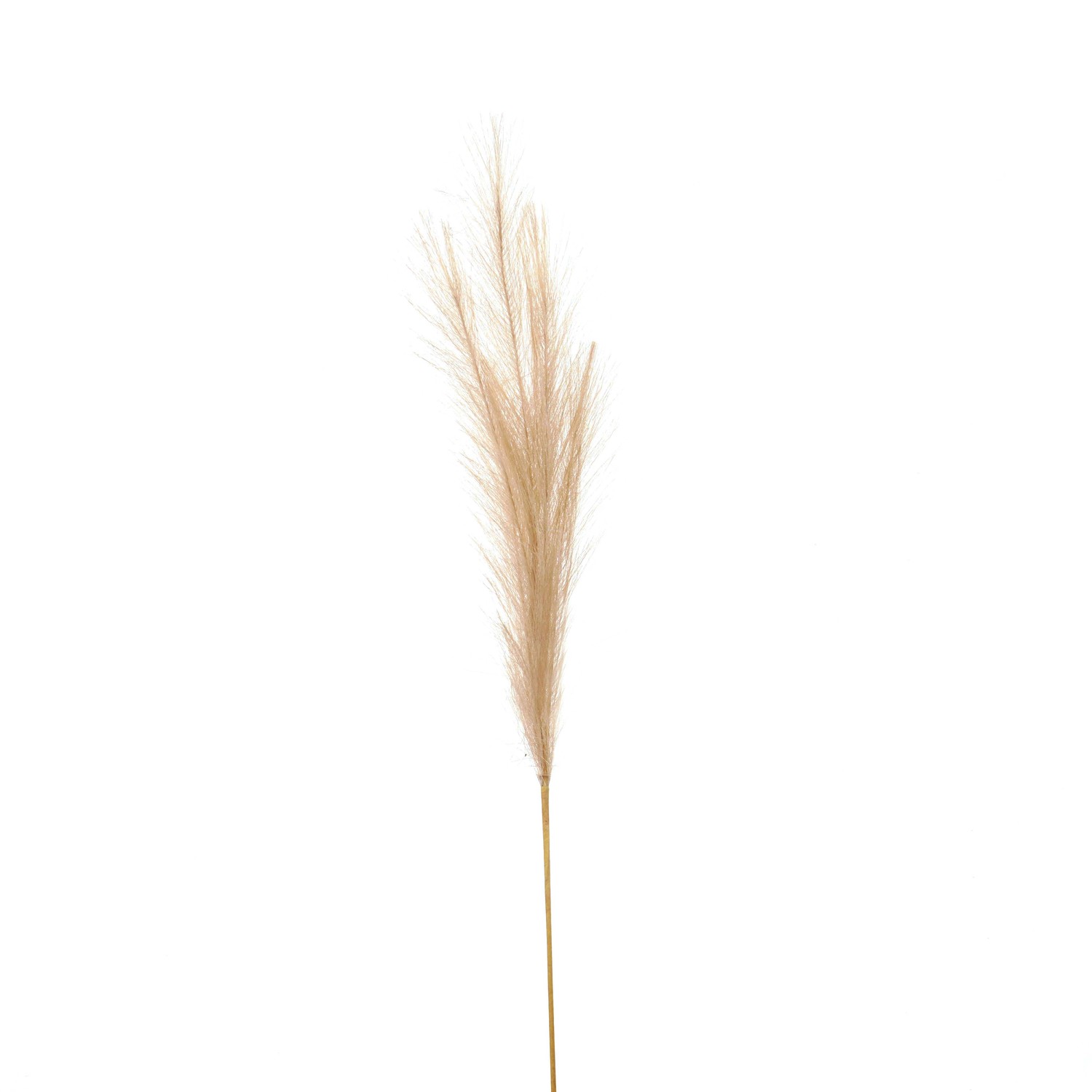 Bleached Faux Pampas Grass Stem - Image 1