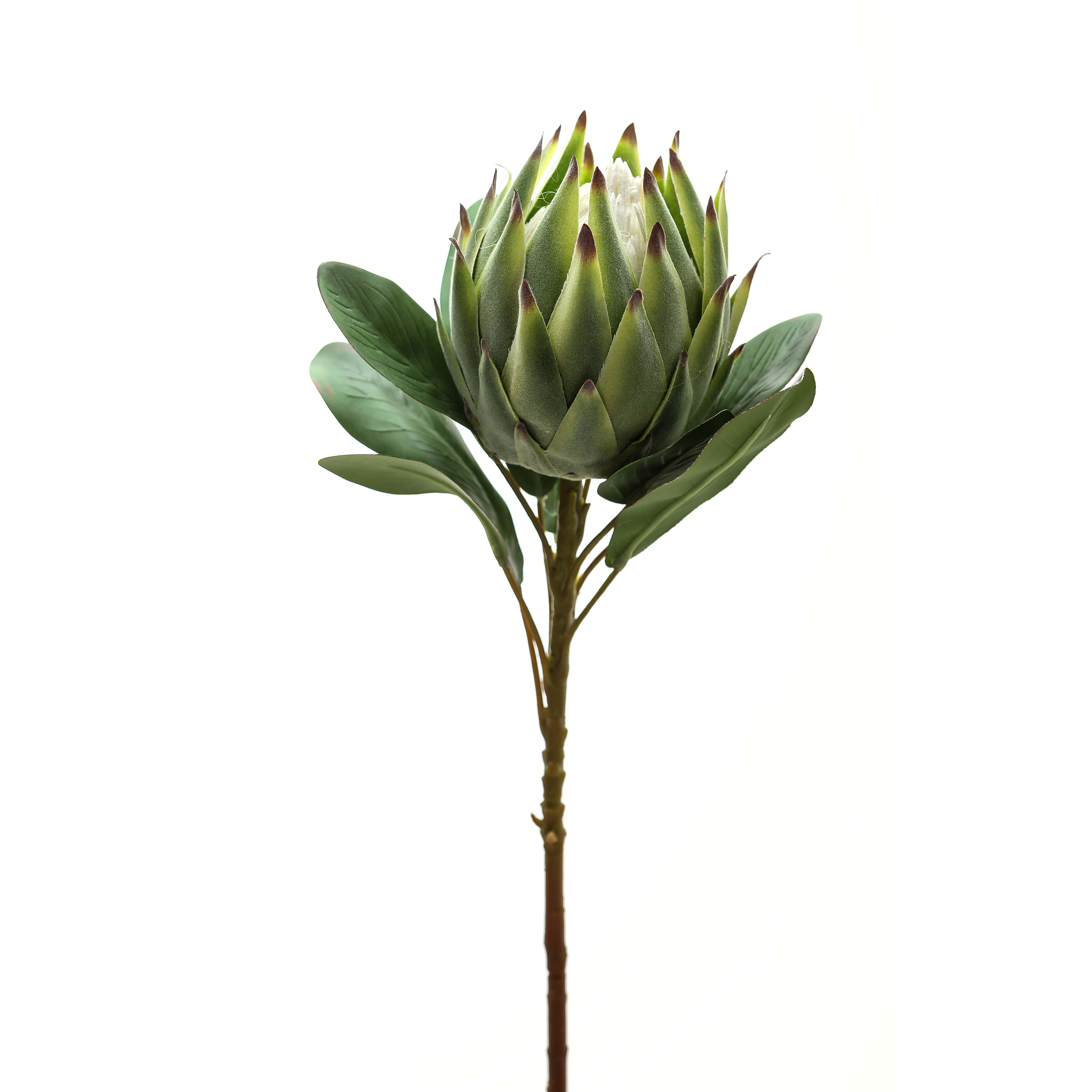 Large Green Protea - Image 2