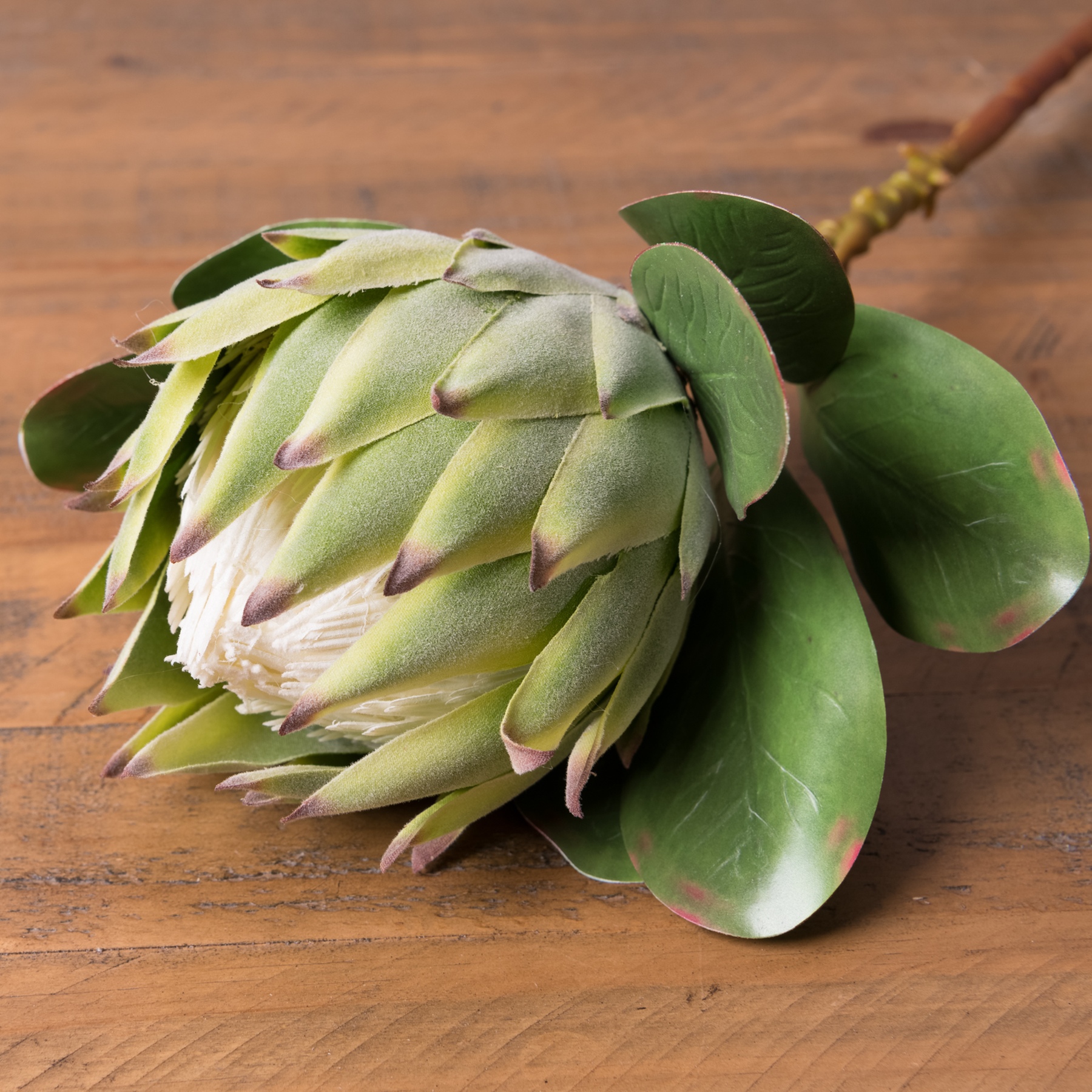 Large Green Protea - Image 8