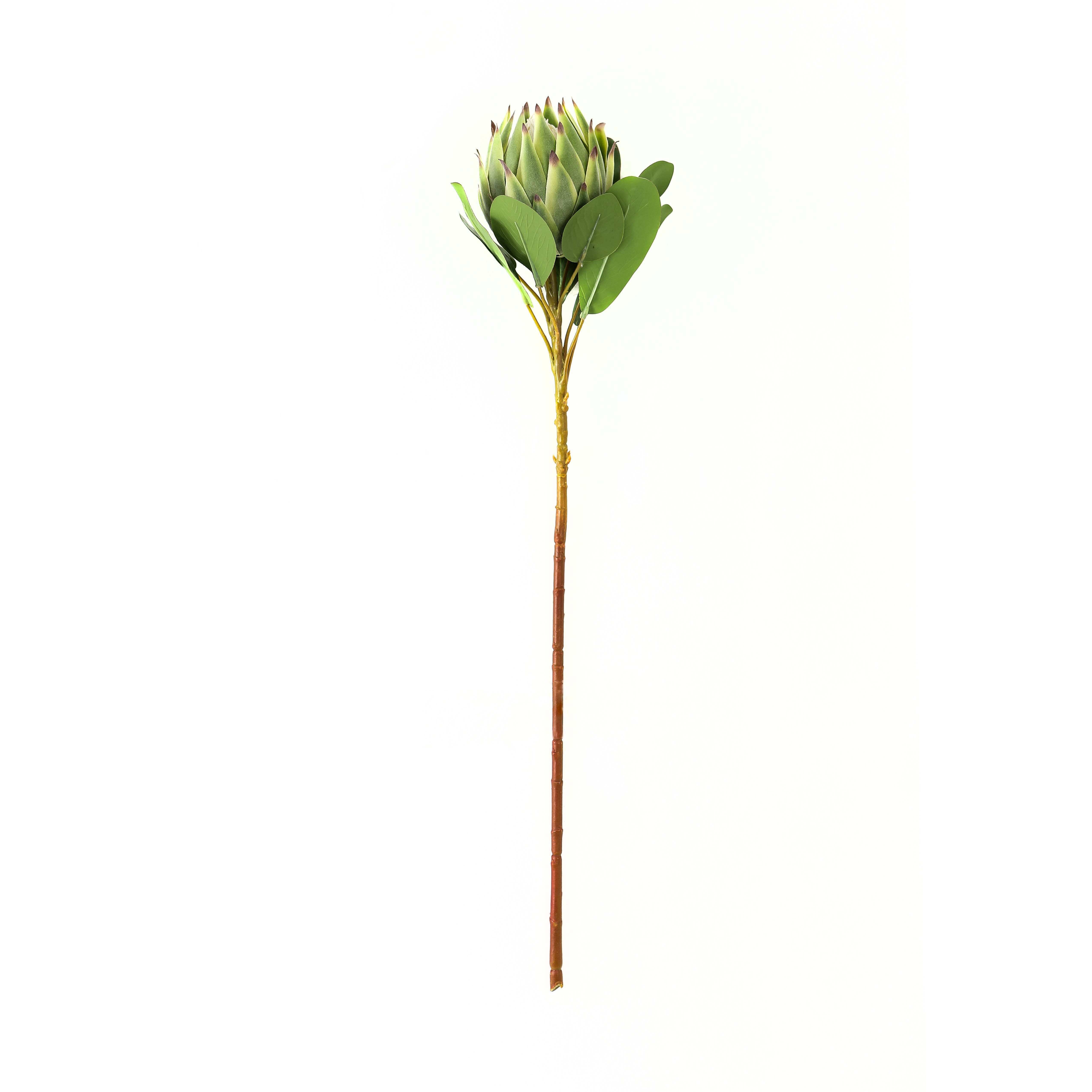 Large Green Protea - Image 1