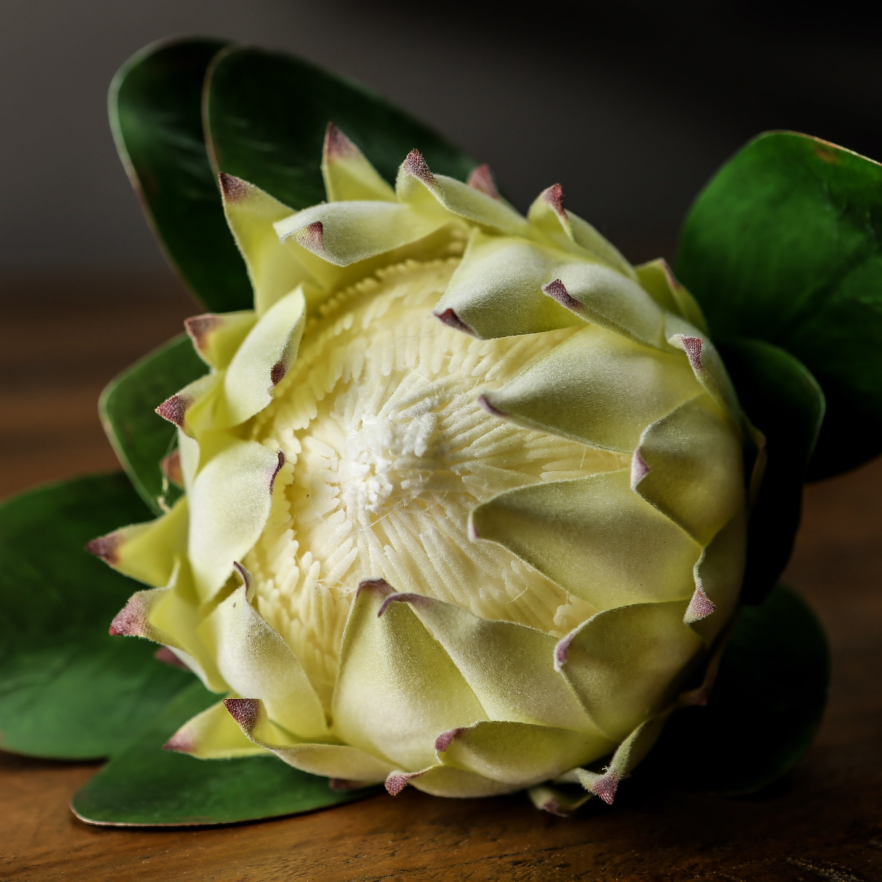 Large White Protea - Image 2