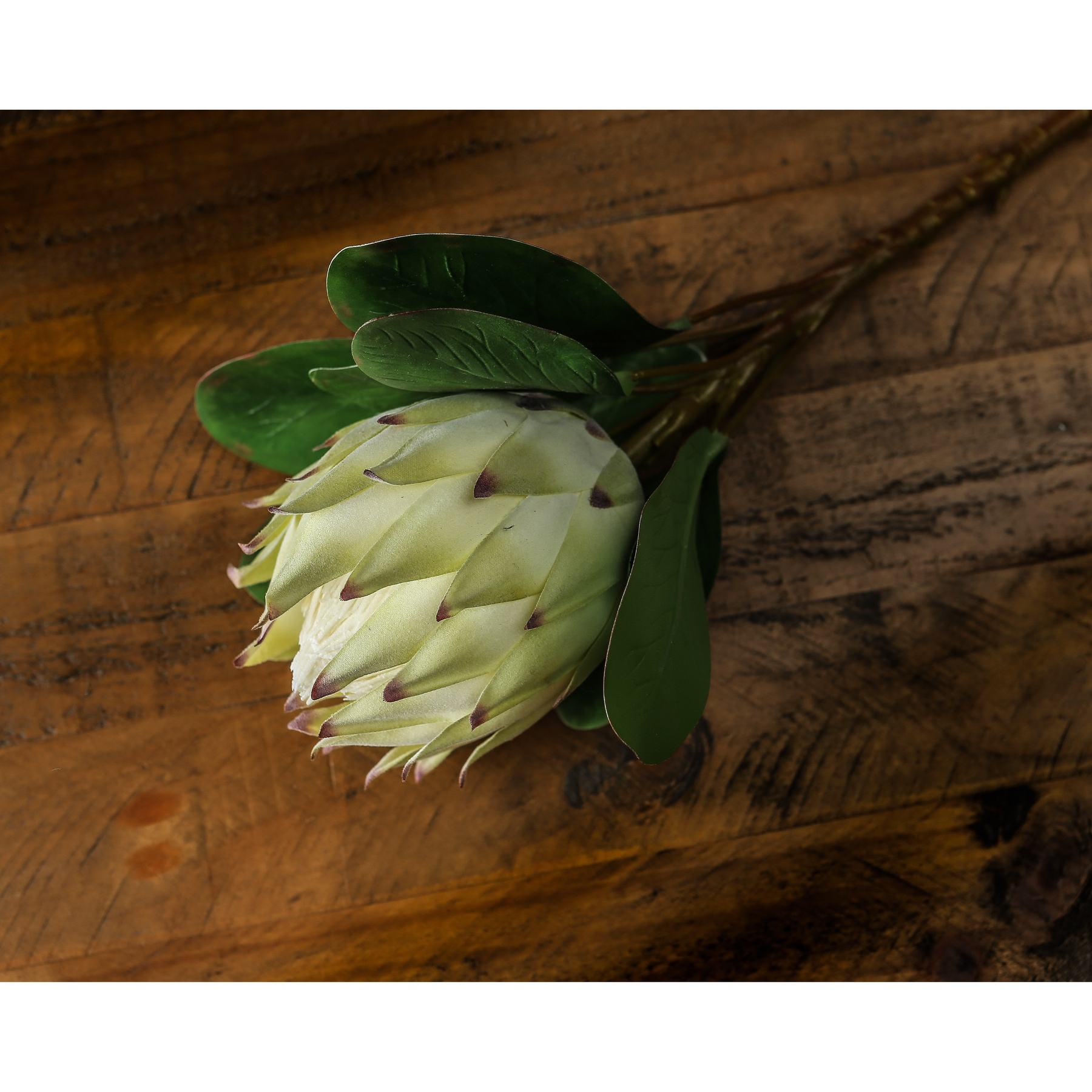 Large White Protea - Image 3