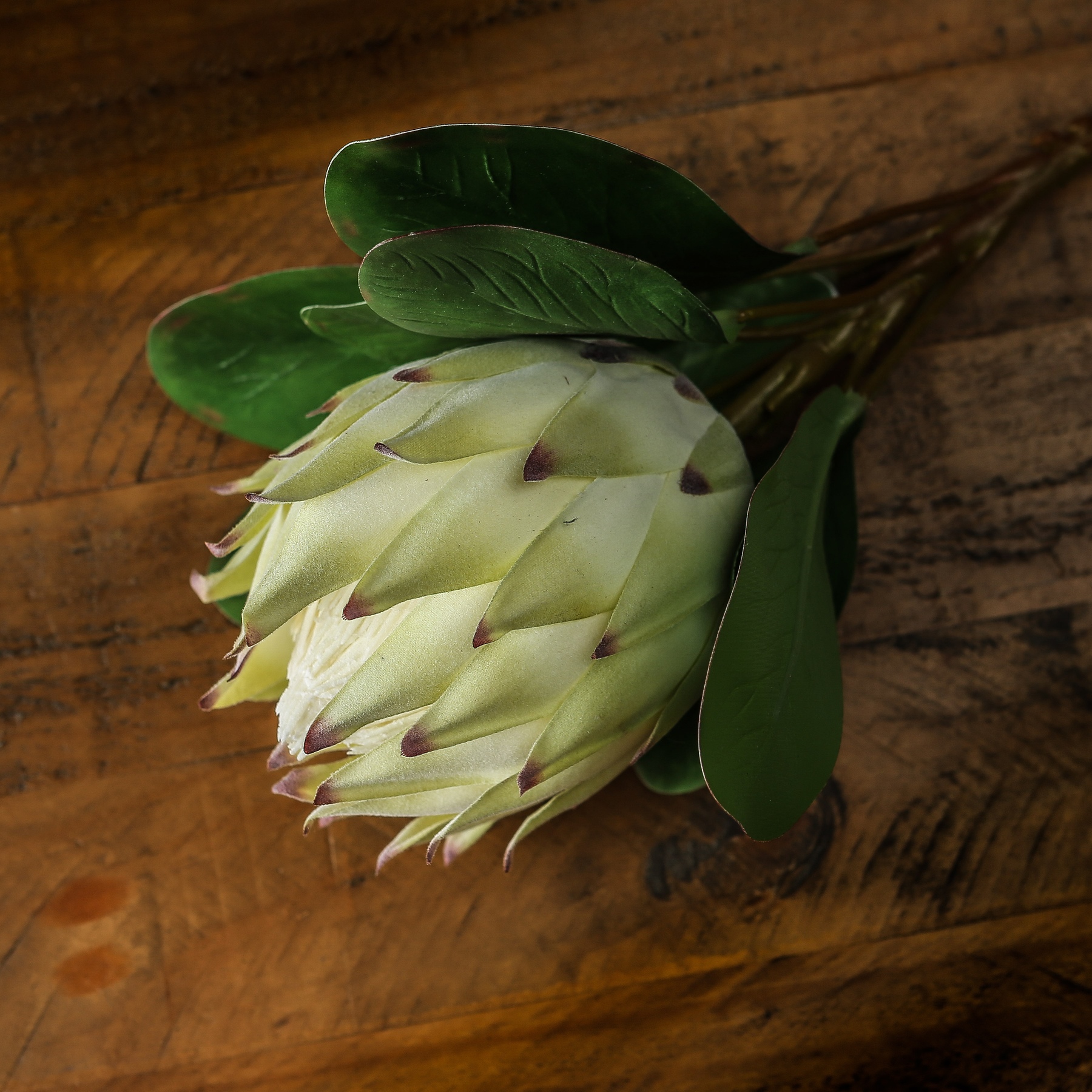 Large White Protea - Image 4