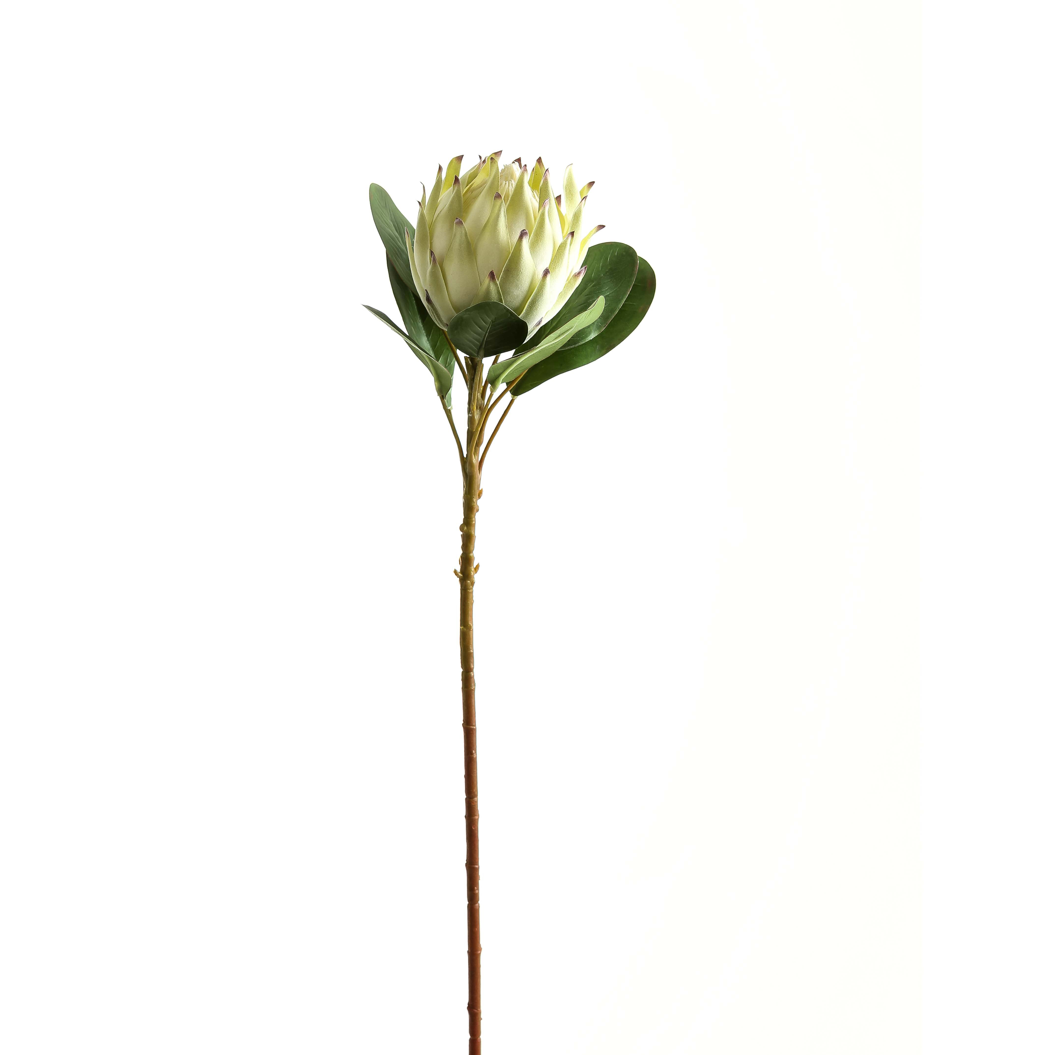 Large White Protea