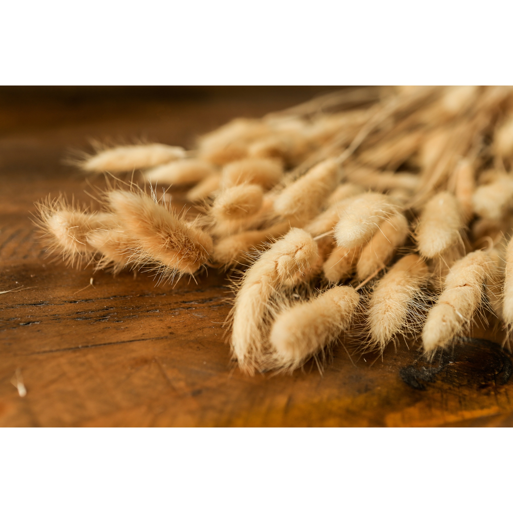 Bouquet Of Tall Bunny Tails - Image 4