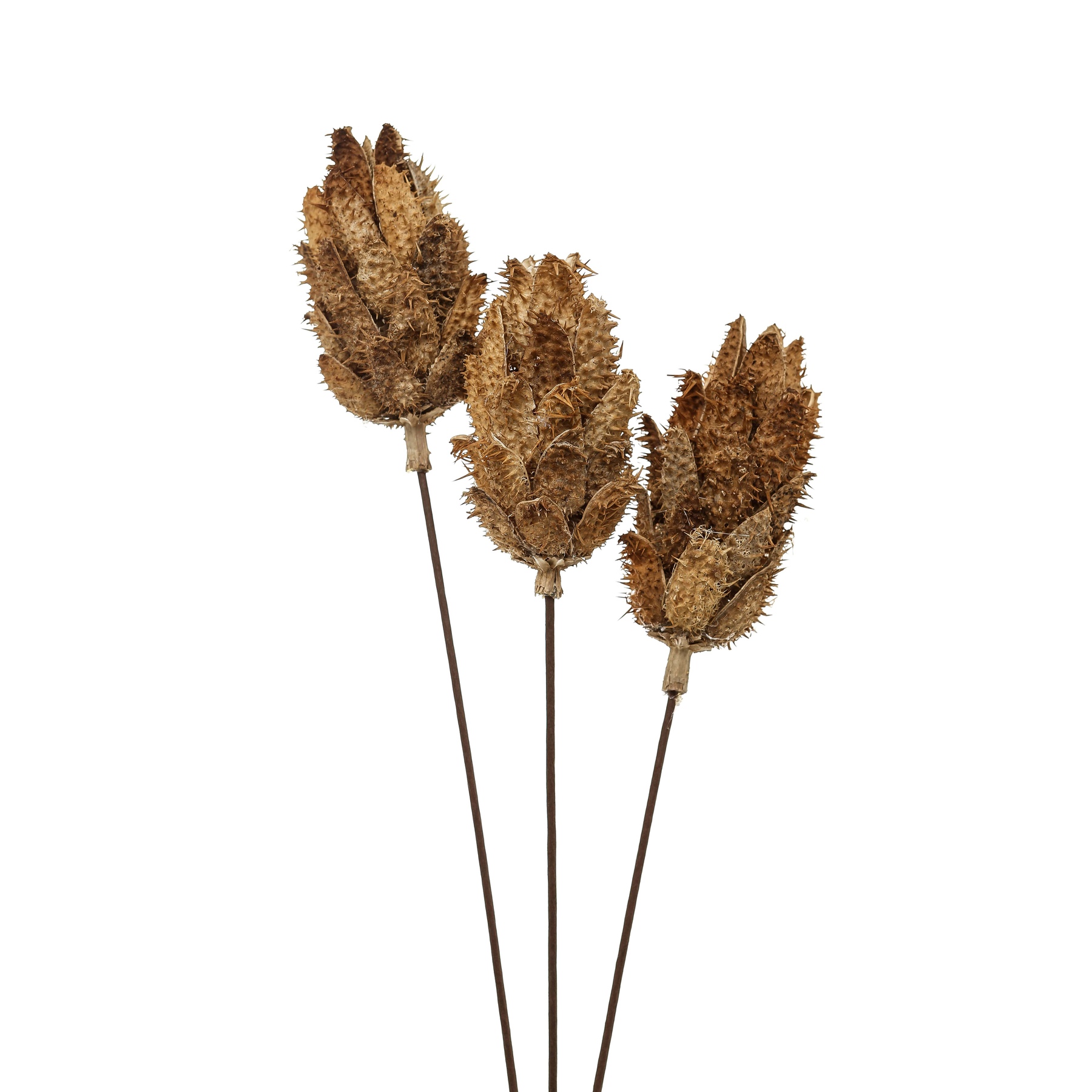 Bouquet Of Dried Protea - Image 2