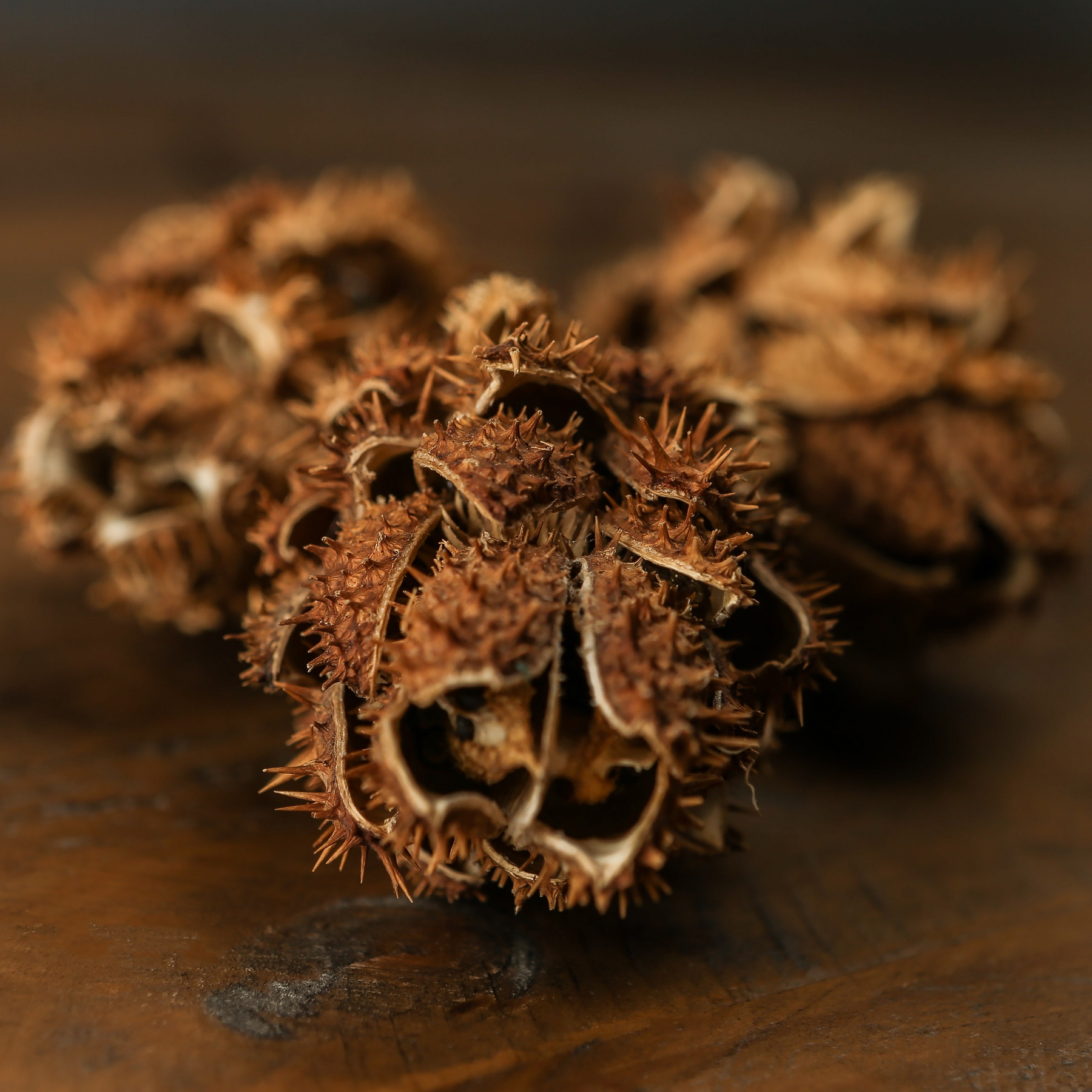 Bouquet Of Dried Protea - Image 3