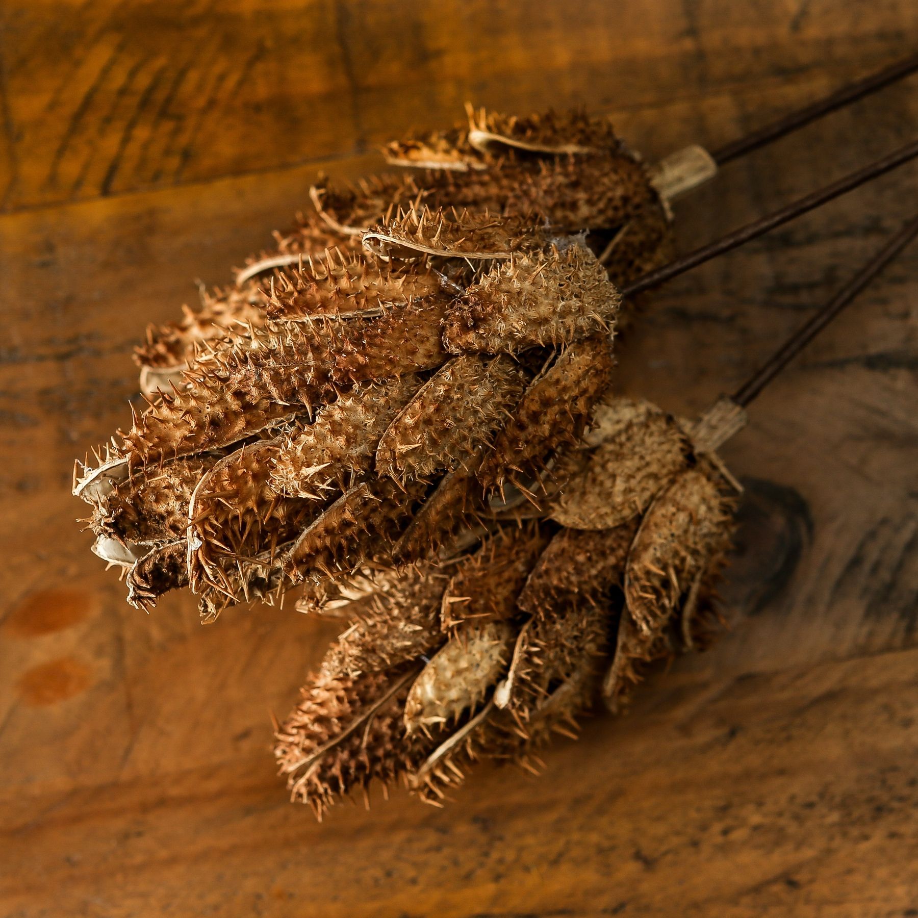Bouquet Of Dried Protea - Image 4