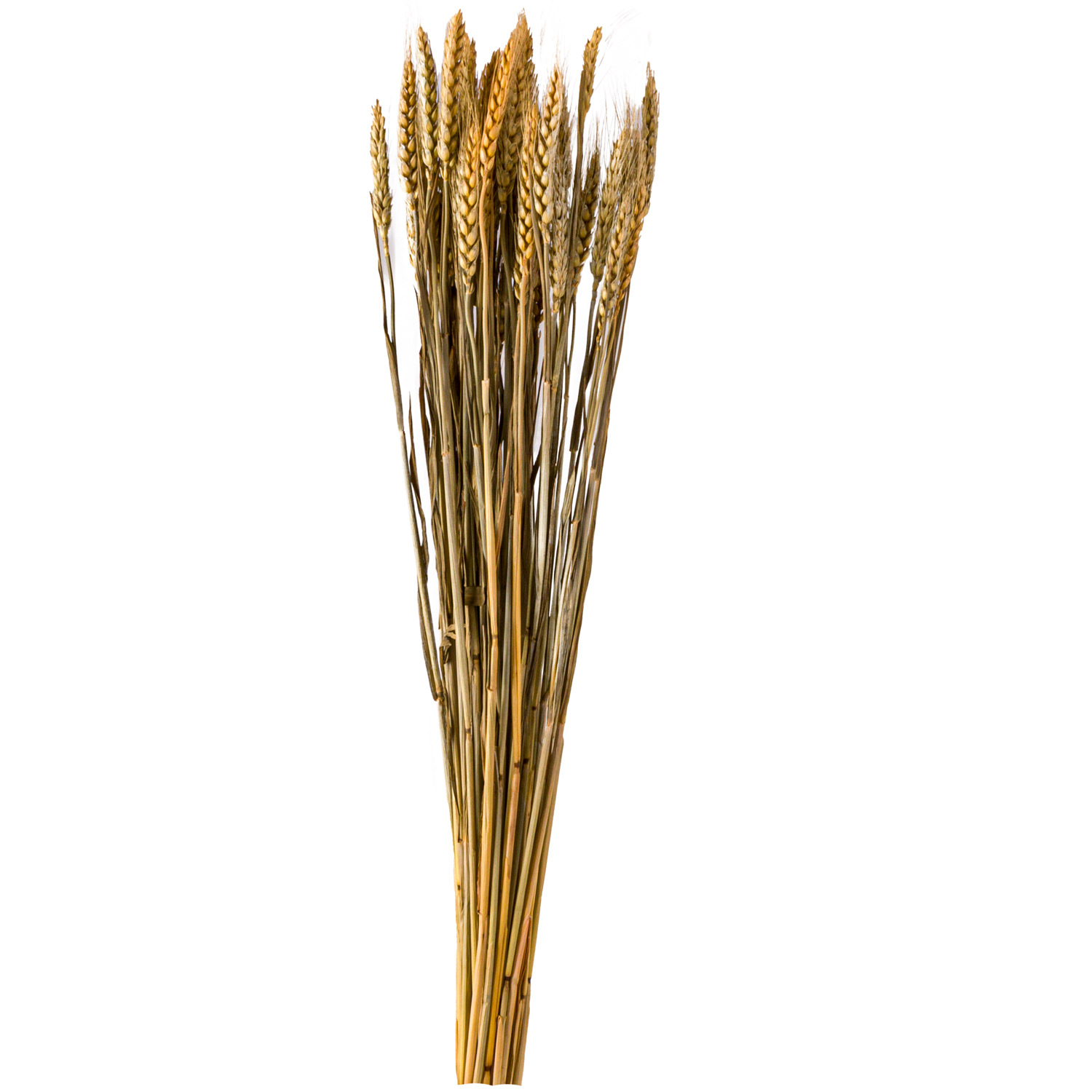 Bouquet Of Dried Tricticum - Image 1