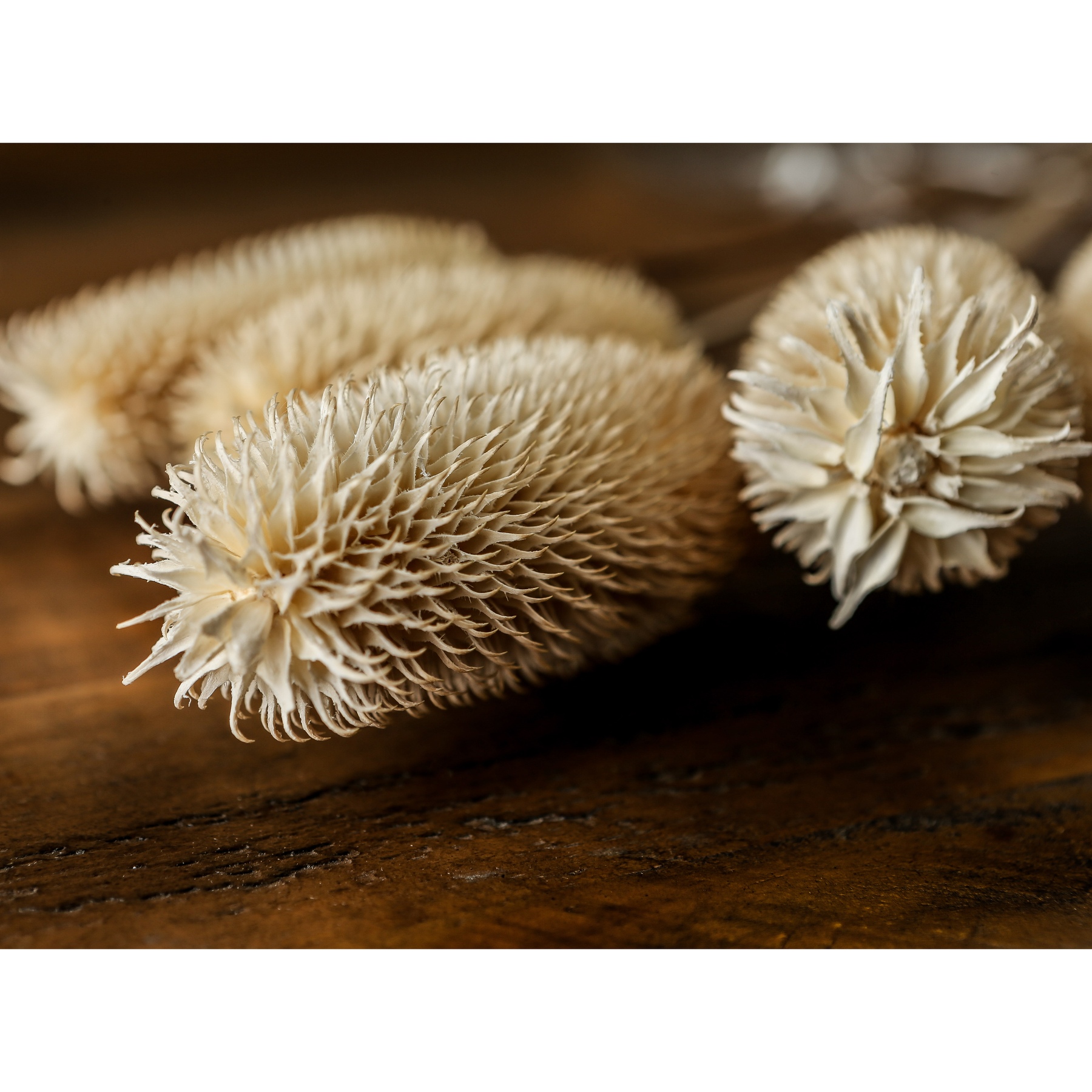 Bouquet Of Dried Tall Thistle - Image 4