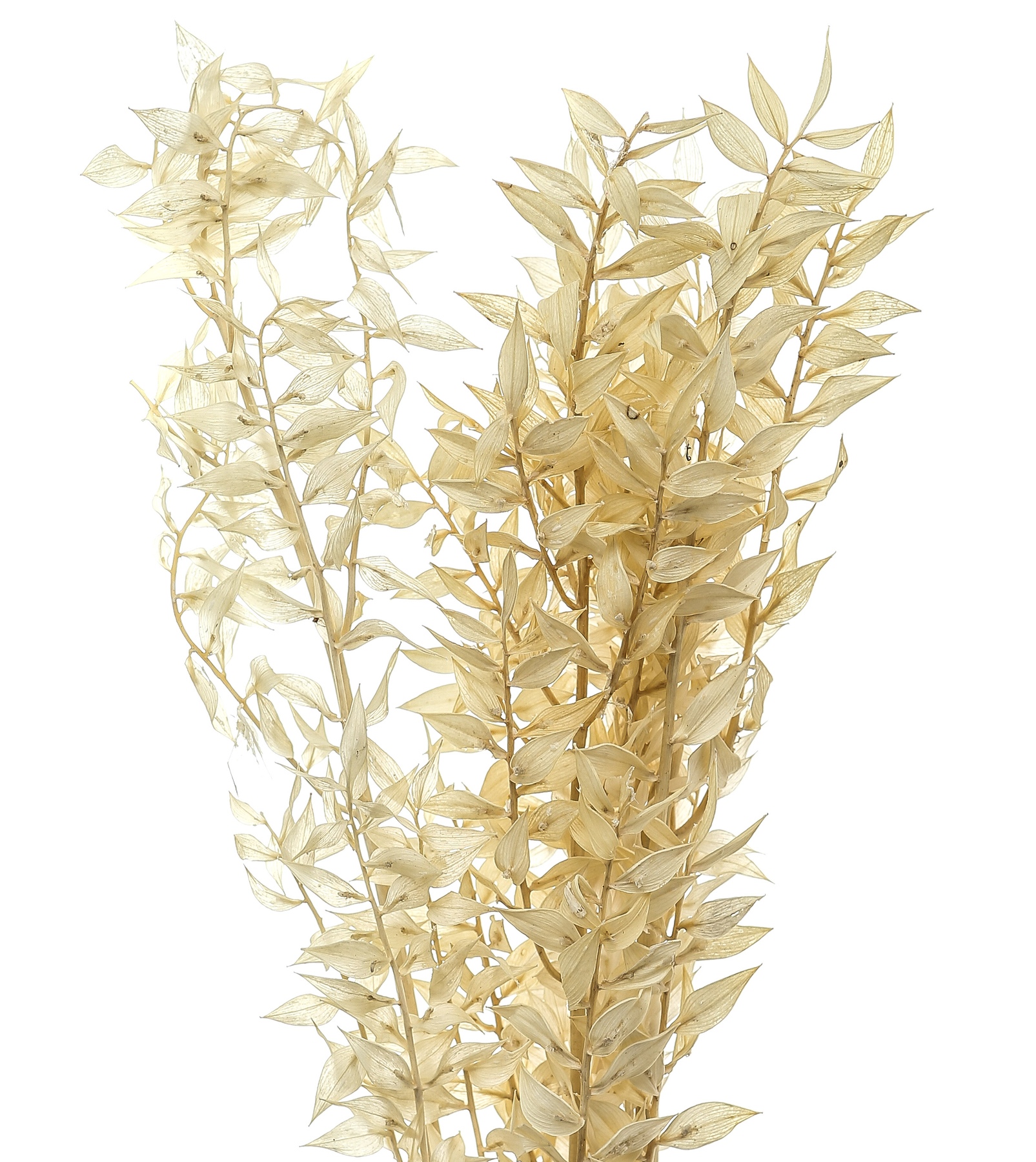 Bouquet Of Dried Avena - Image 2
