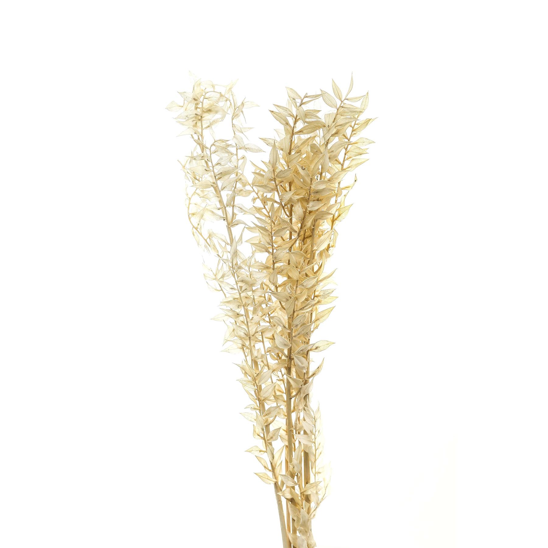 Bouquet Of Dried Avena - Image 1